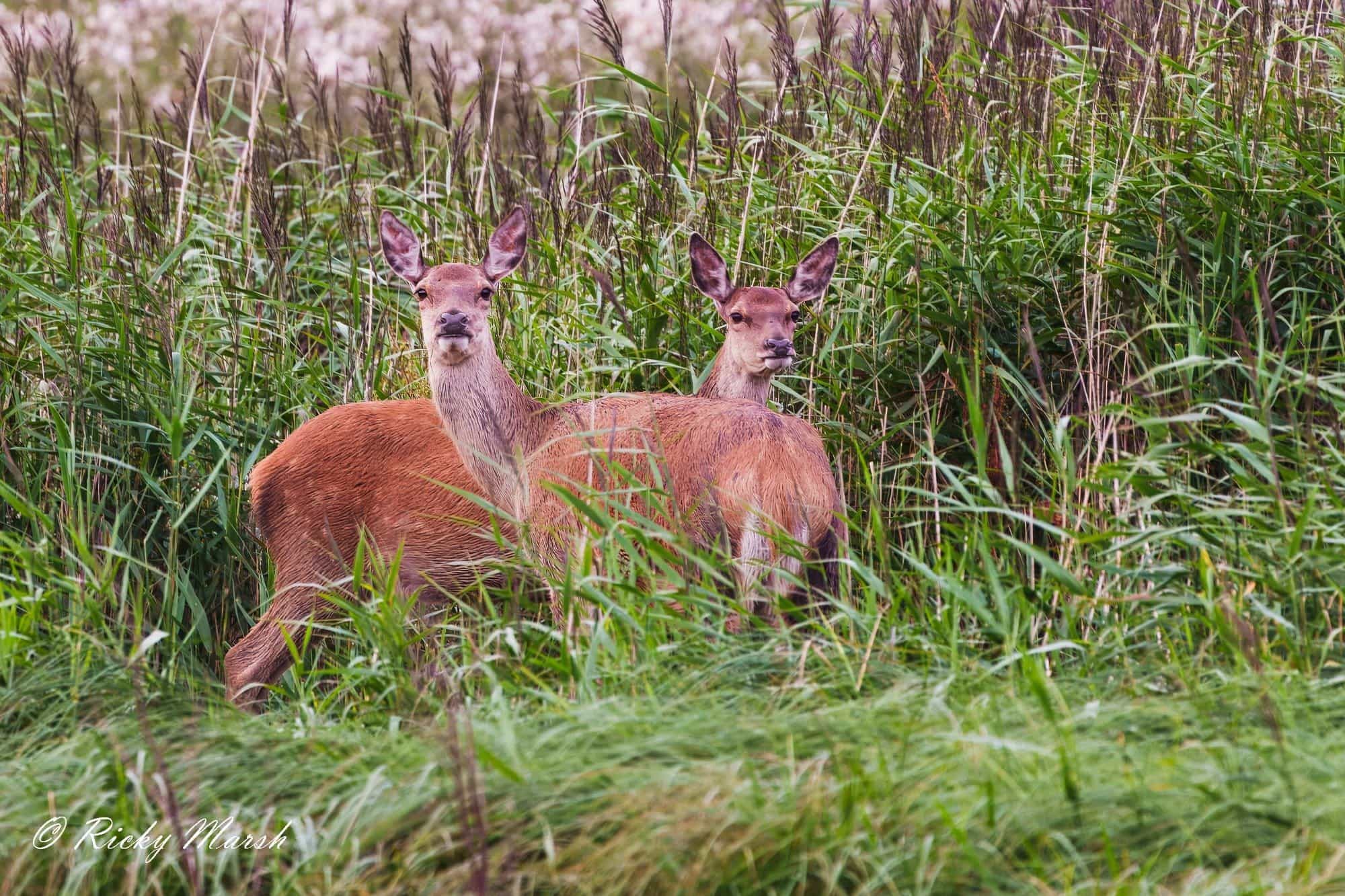UK wildlife photography — a wild bird photographed at a North West England nature reserve