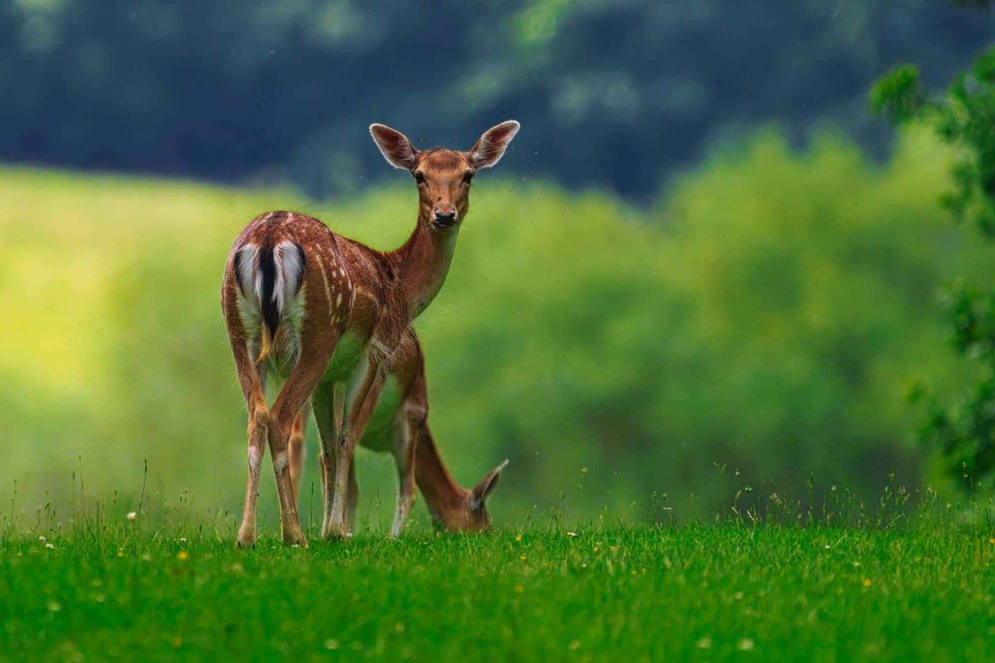 Dunham Massey