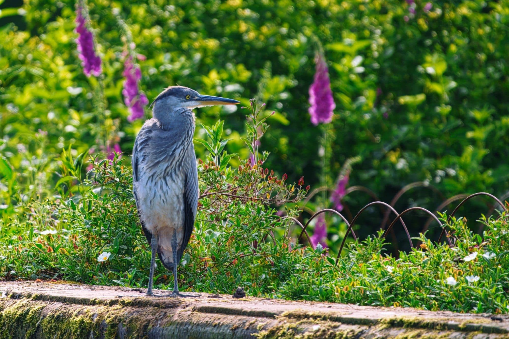 wildlife photography at Dunham Massey, Greater Manchester (photo 1)