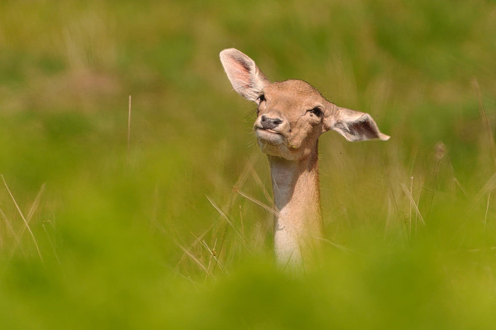 wildlife photography at Dunham Massey, Greater Manchester (photo 2)
