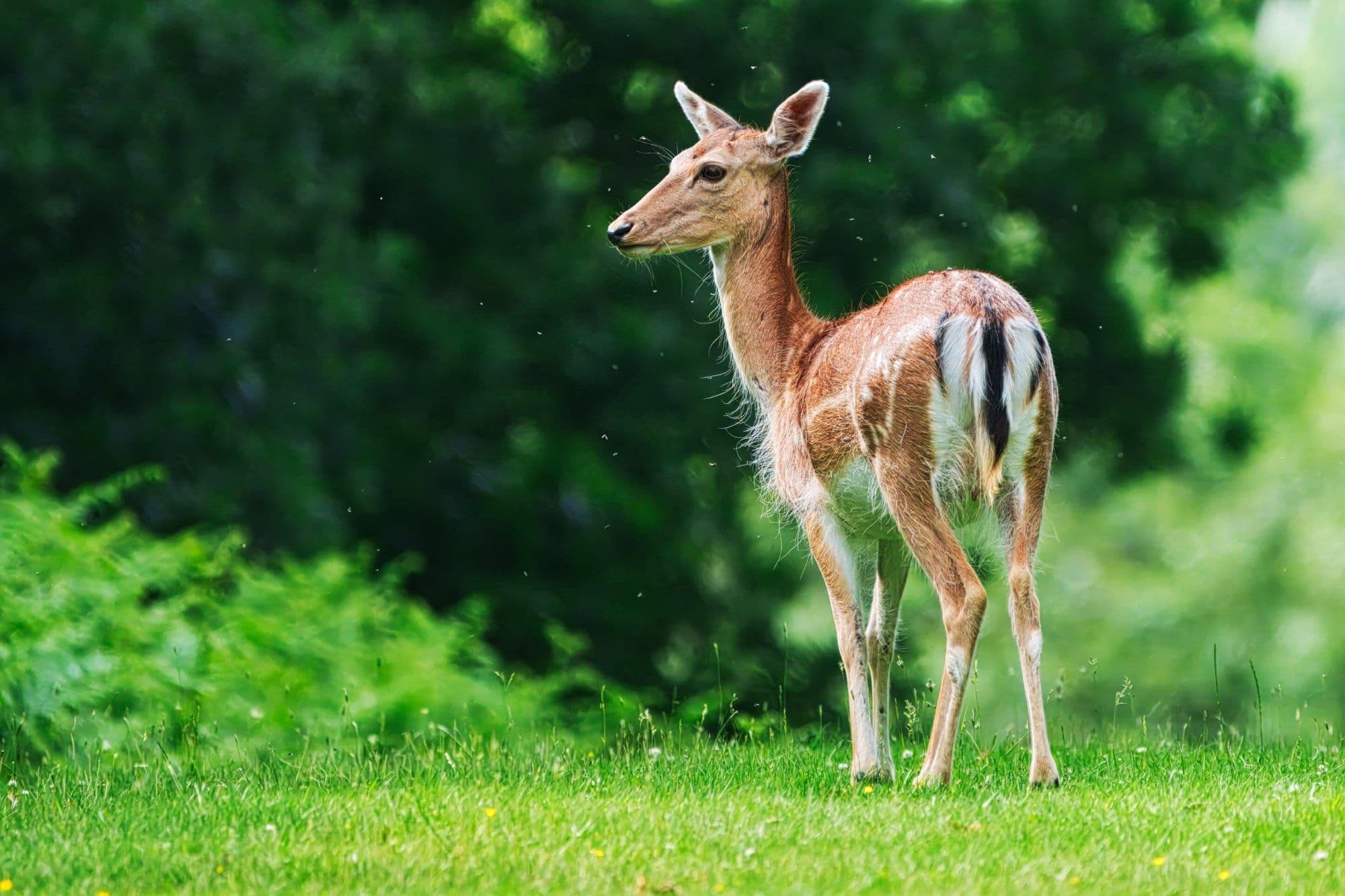 wildlife photography at Dunham Massey, Greater Manchester (photo 3)