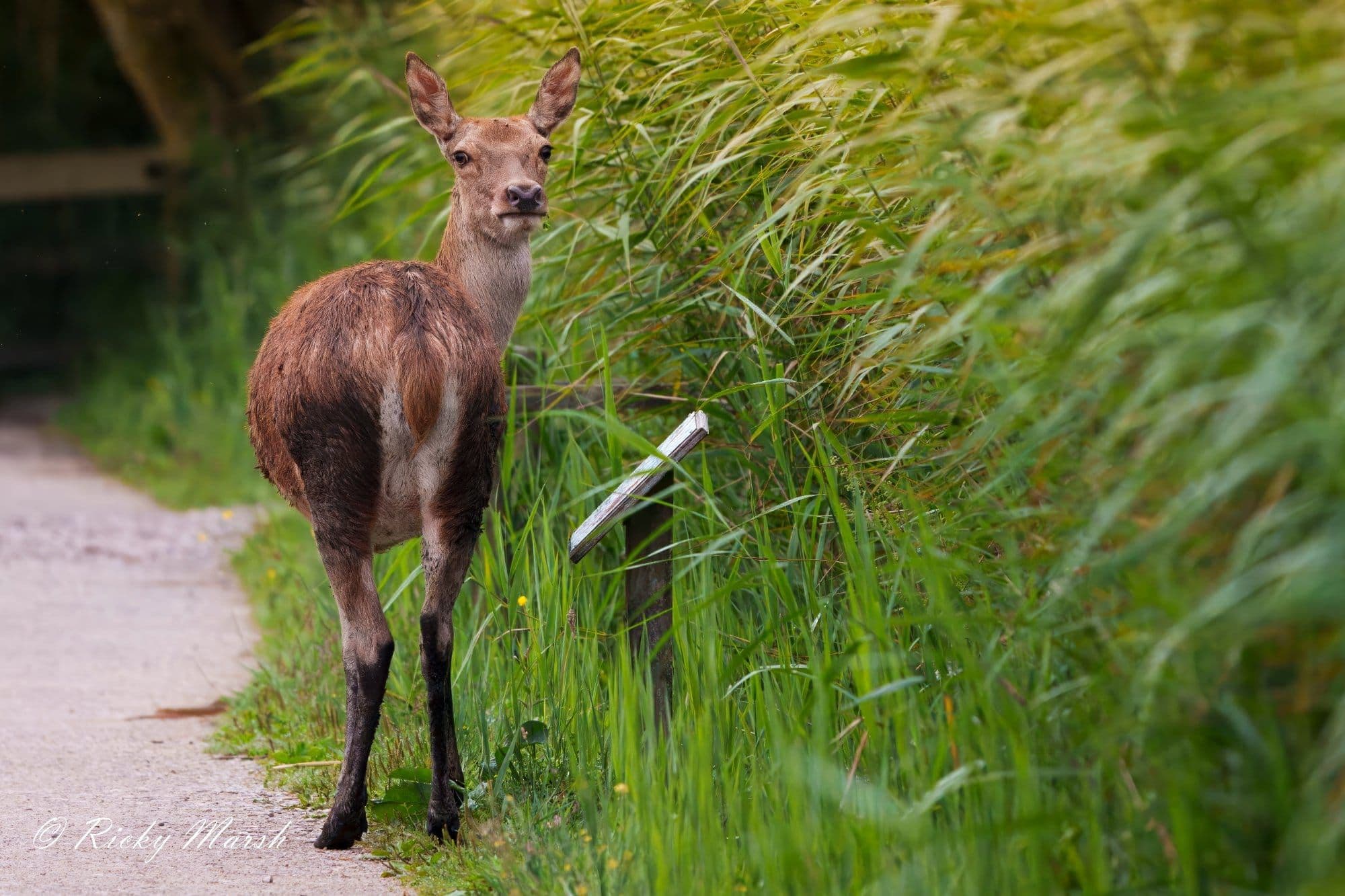 wildlife photography at RSPB Leighton Moss, Lancashire (photo 1)