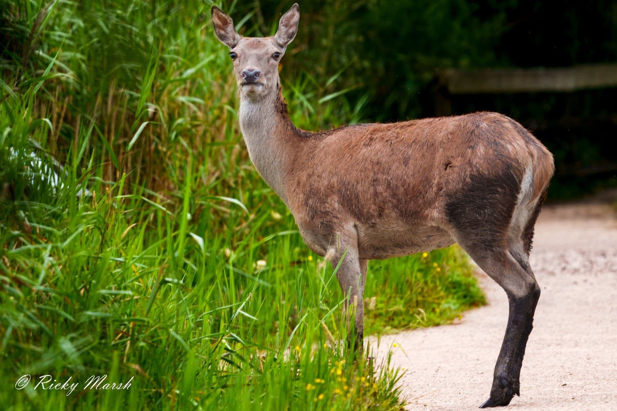 wildlife photography at RSPB Leighton Moss, Lancashire (photo 2)