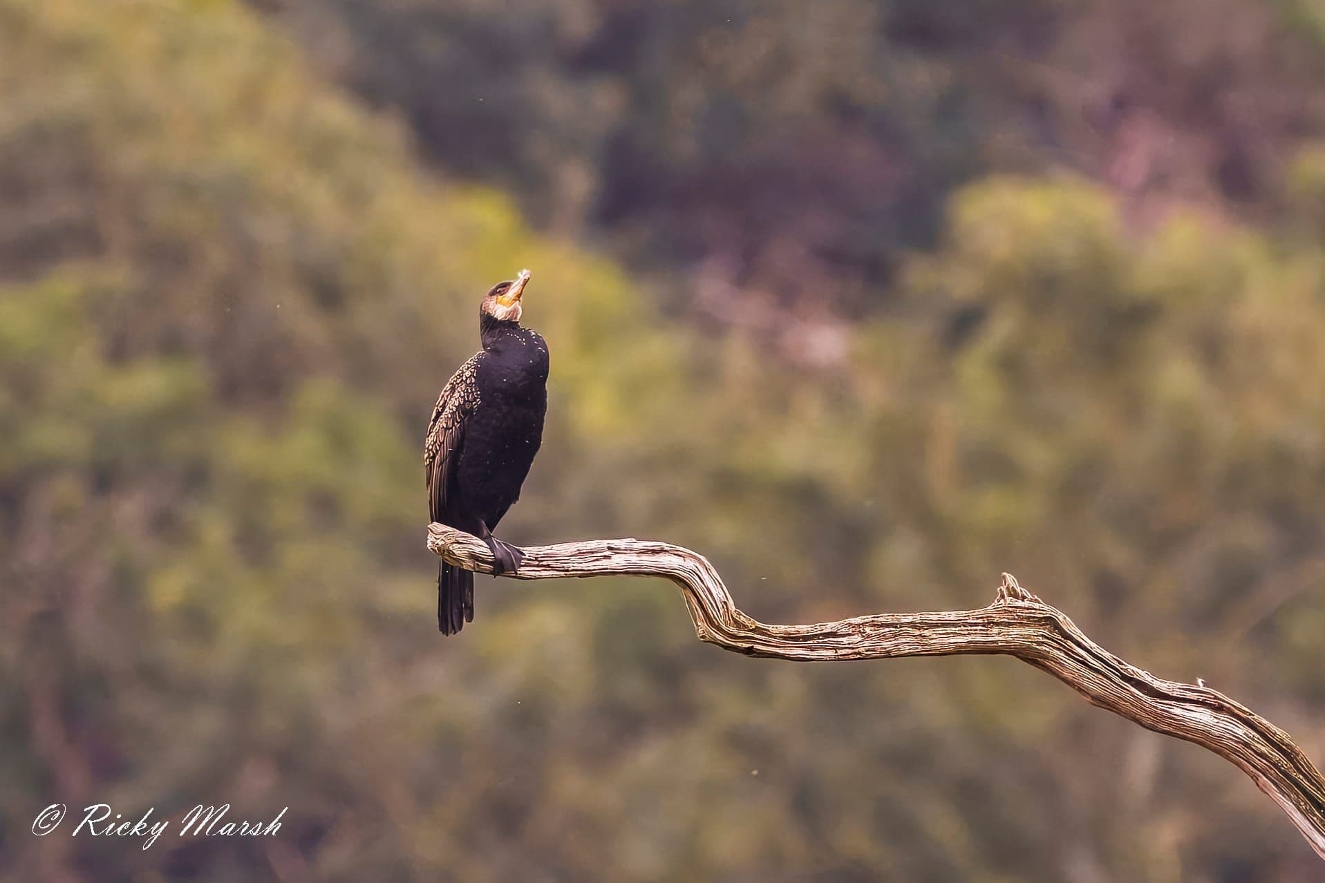 wildlife photography at RSPB Leighton Moss, Lancashire (photo 3)