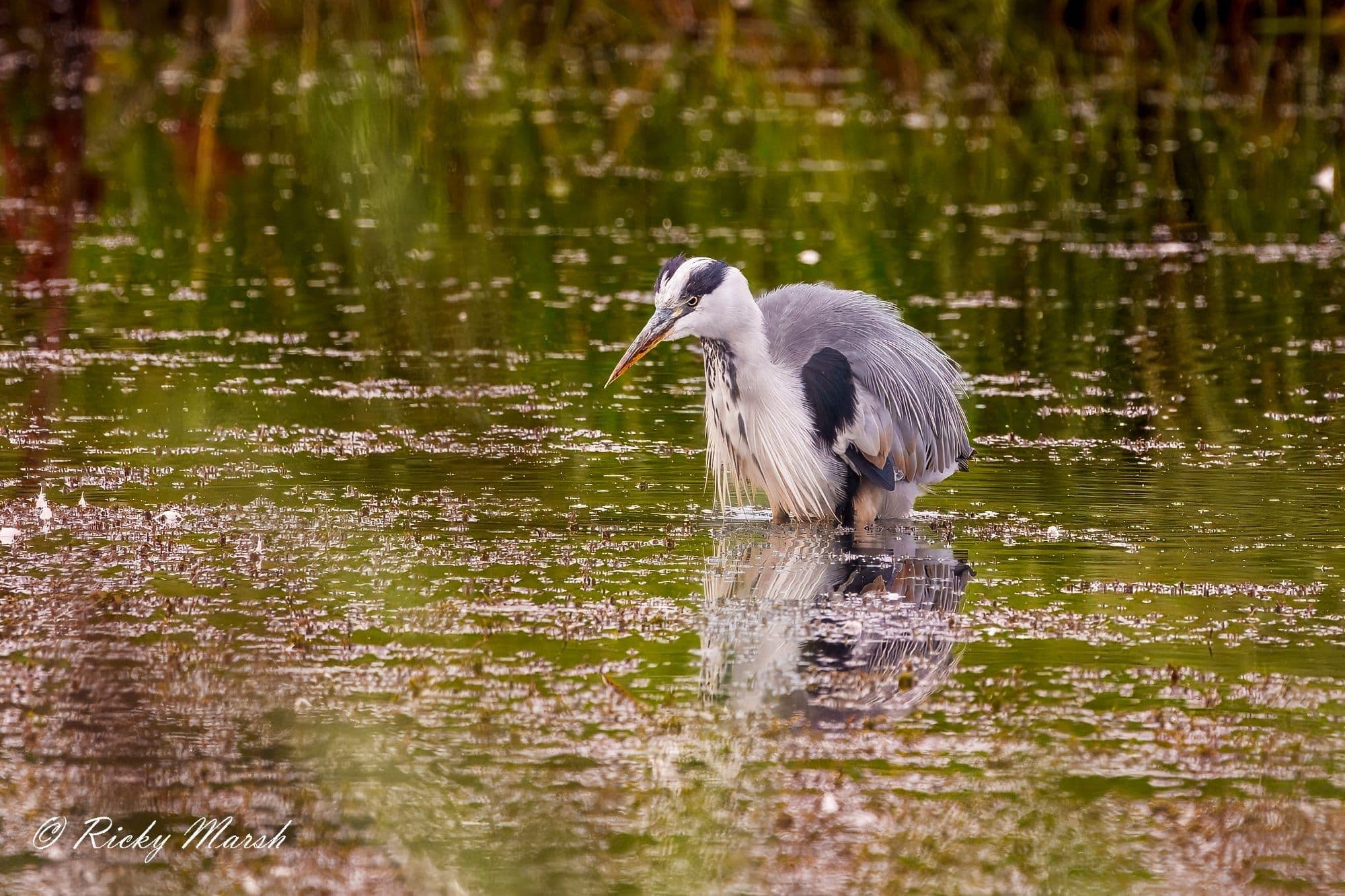 wildlife photography at RSPB Leighton Moss, Lancashire (photo 4)