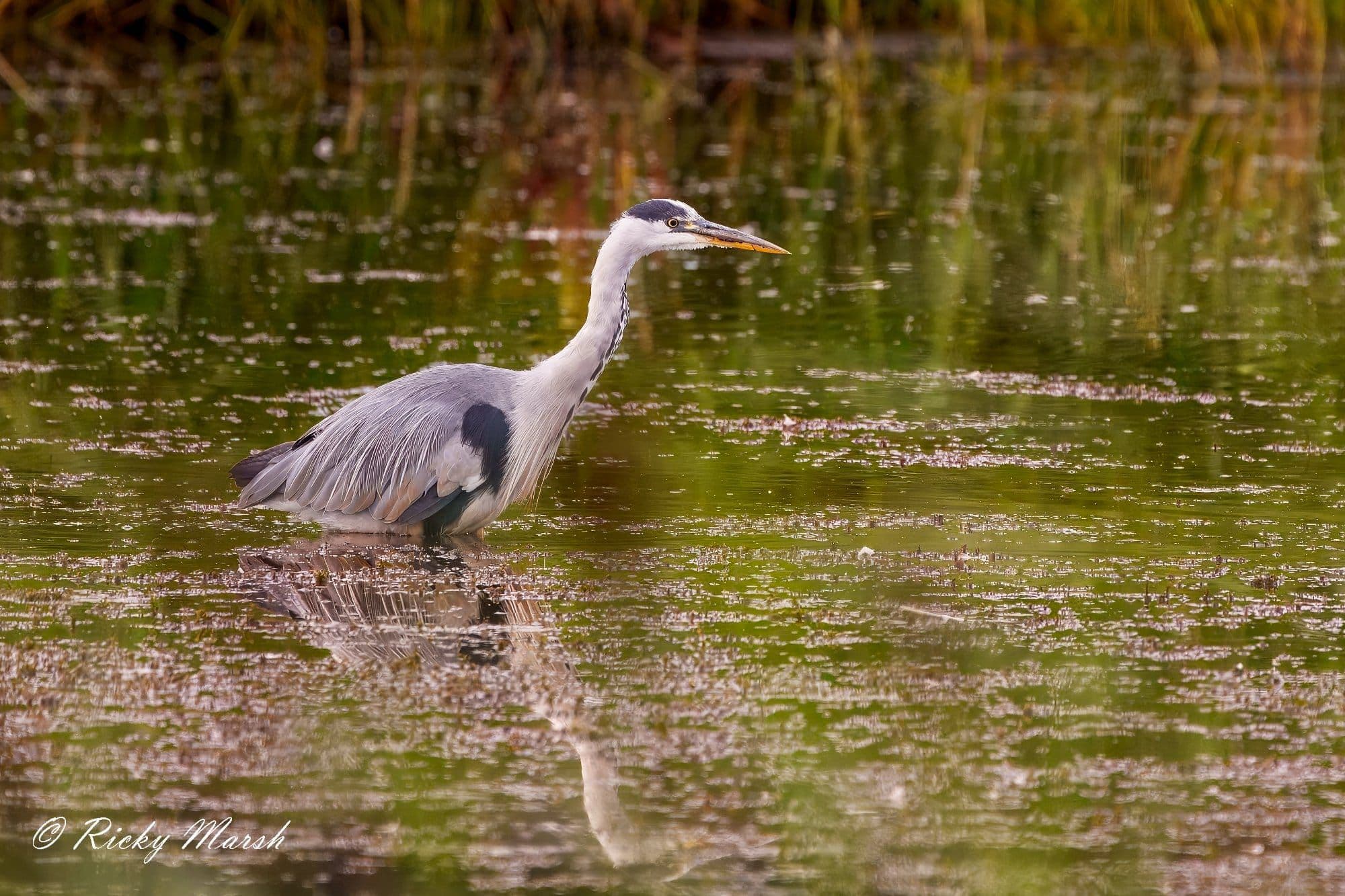 wildlife photography at RSPB Leighton Moss, Lancashire (photo 5)