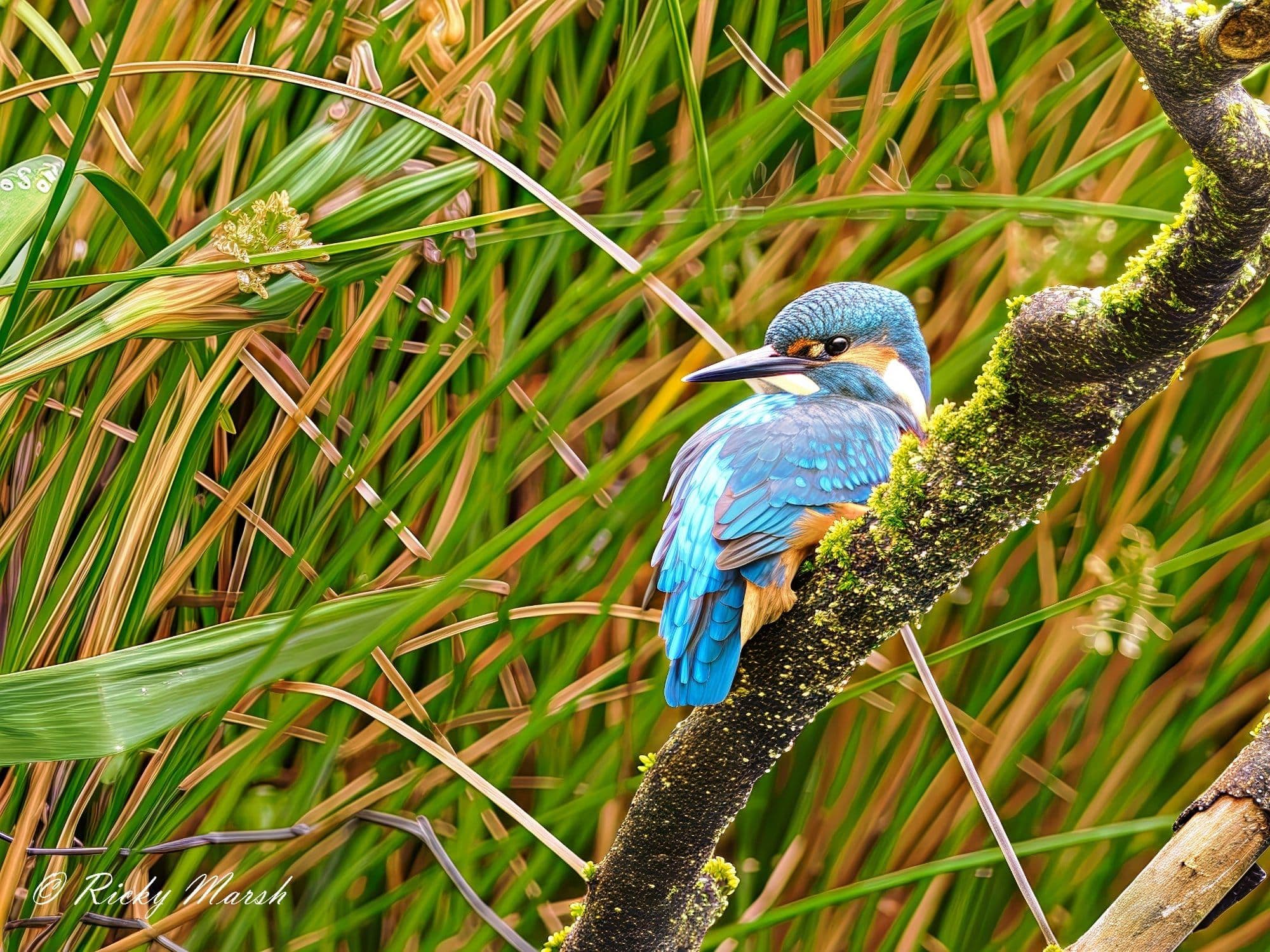 wildlife photography at WWT Martin Mere, Lancashire (photo 12)