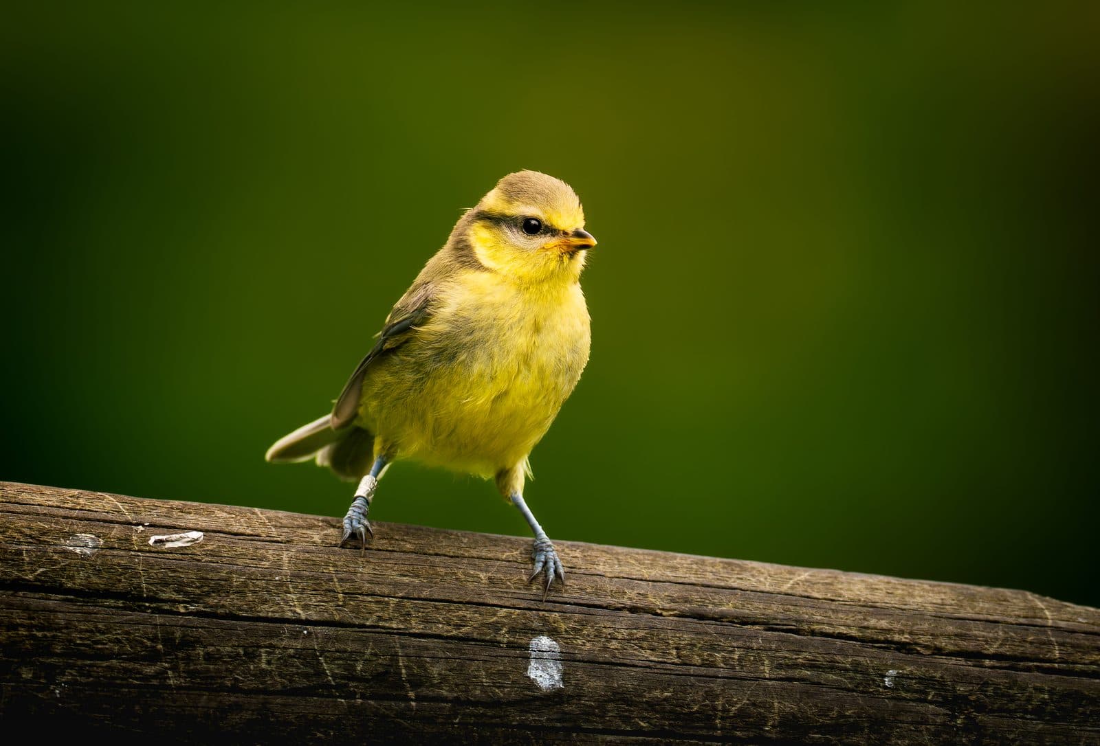 Juvenile blue tit with soft yellow plumage on a log at WWT Martin Mere, Lancashire