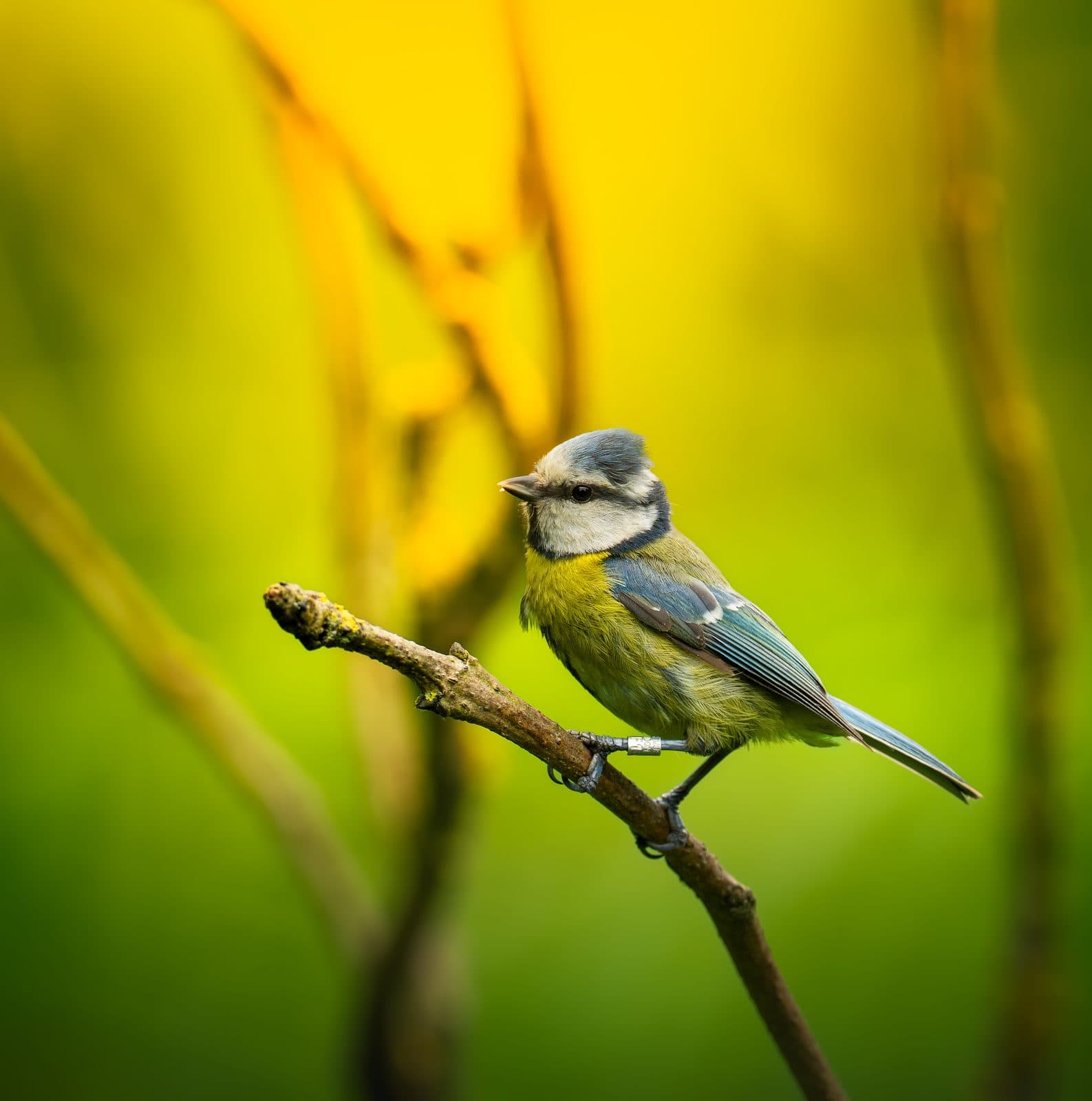 Blue tit perched on a lichen-covered branch at WWT Martin Mere, Lancashire