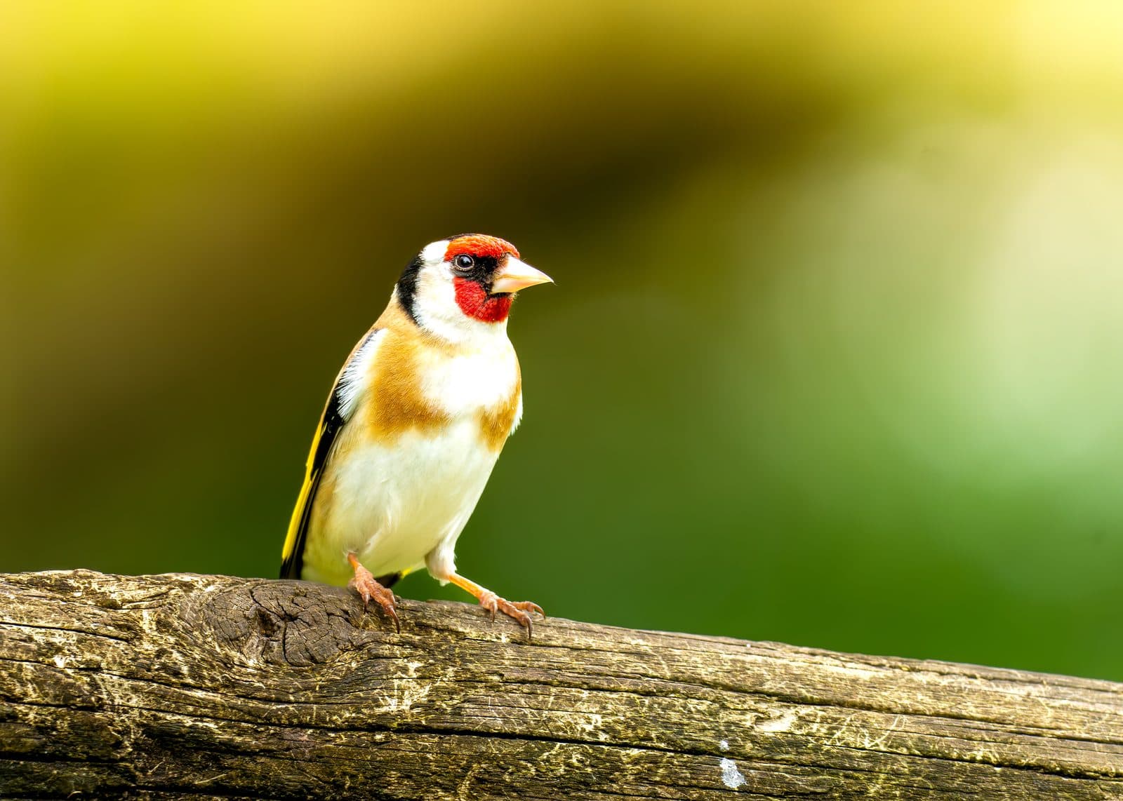 European goldfinch in profile on a weathered log at WWT Martin Mere, Lancashire