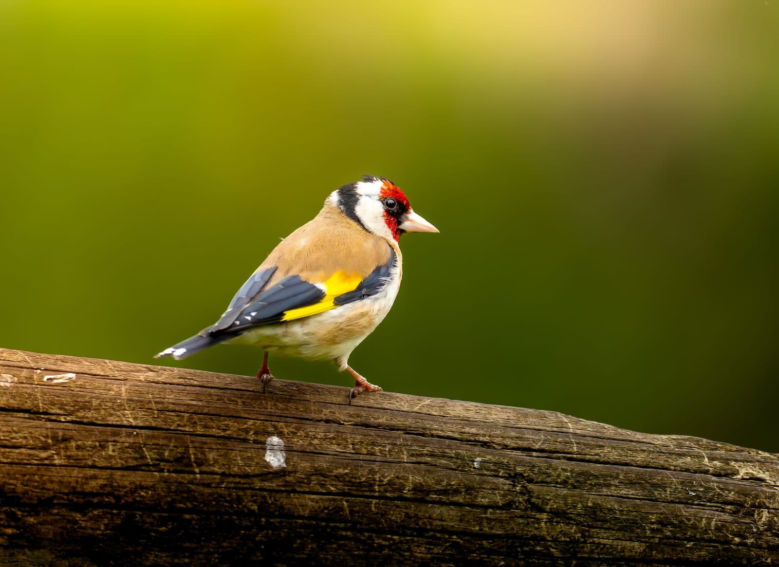 European goldfinch perched on a log at WWT Martin Mere, Lancashire