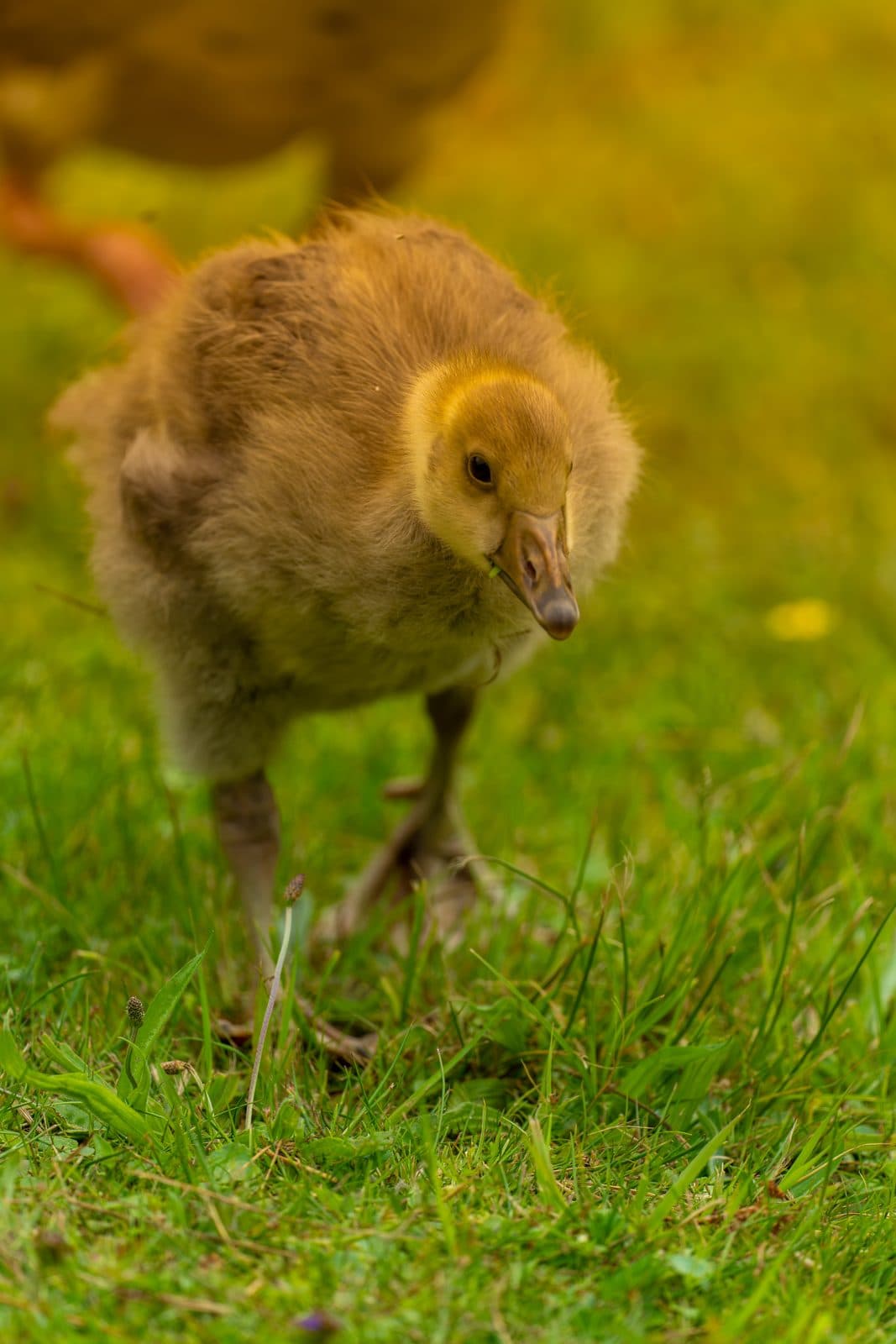 Greylag goose gosling feeding on grass at WWT Martin Mere, Lancashire