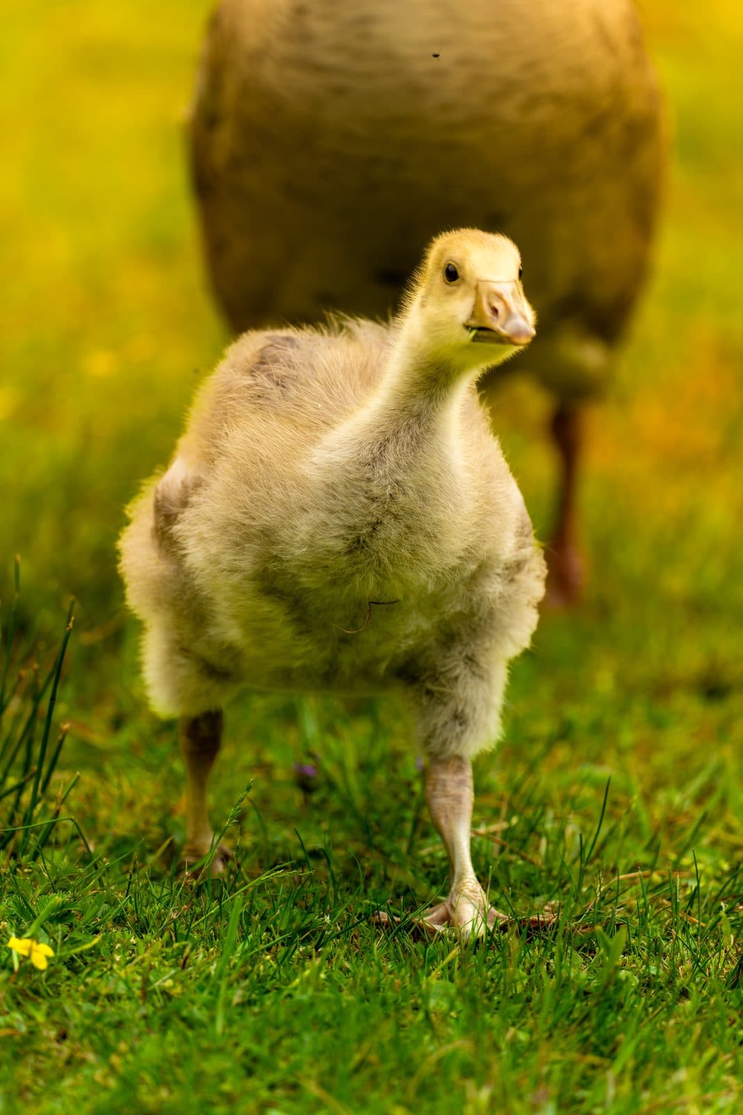 Greylag goose gosling on grass at WWT Martin Mere, Lancashire