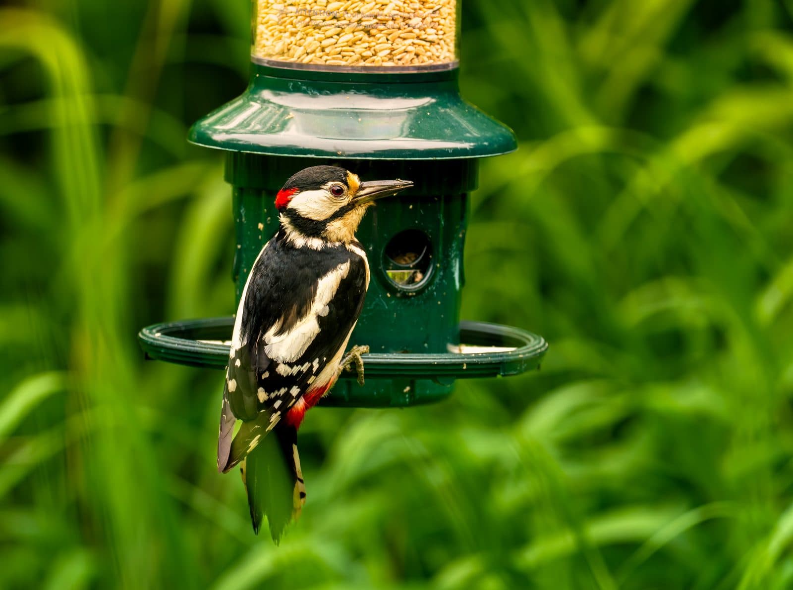 Great spotted woodpecker feeding from a seed feeder at WWT Martin Mere, Lancashire