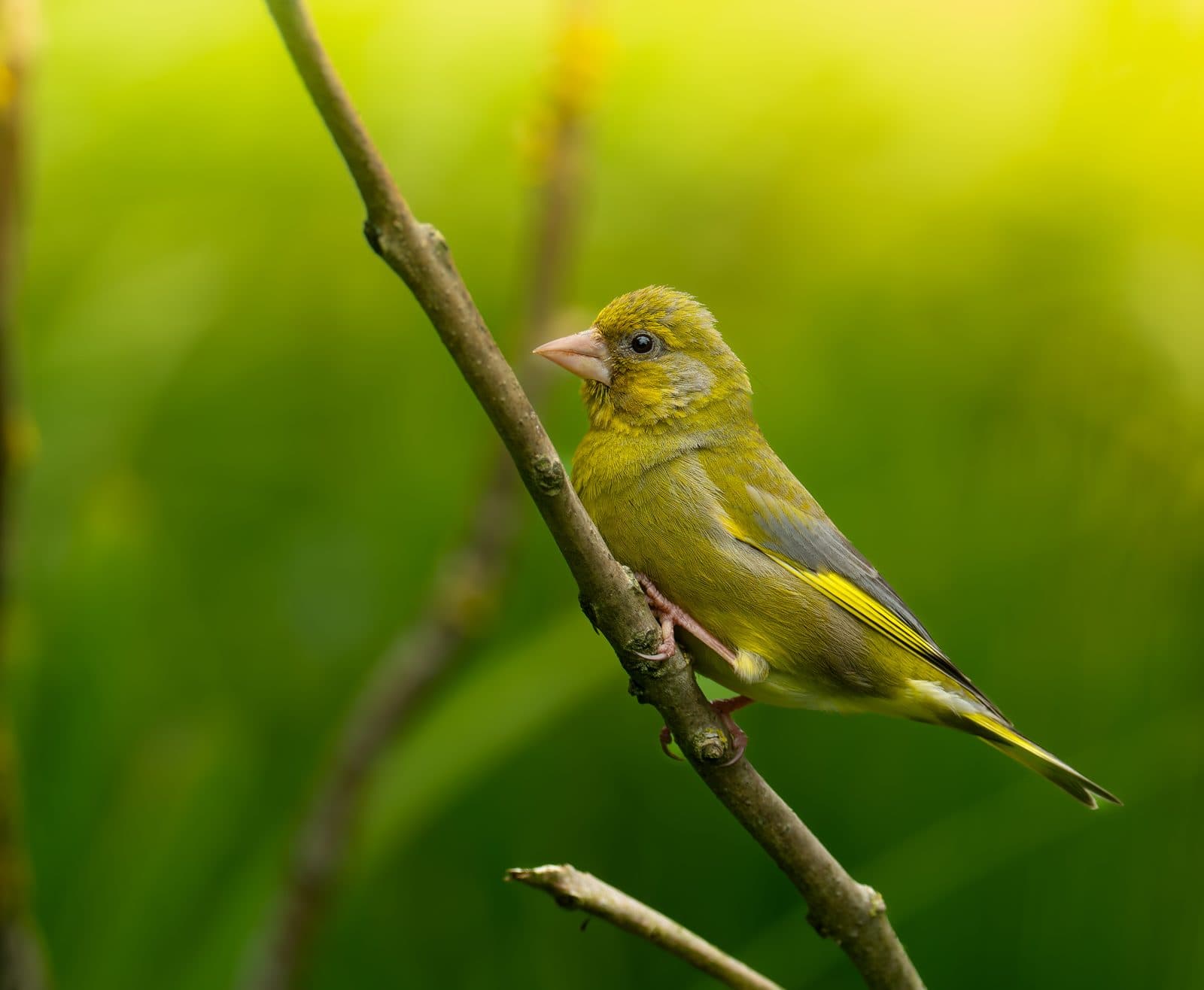 European greenfinch perched on a branch at WWT Martin Mere, Lancashire