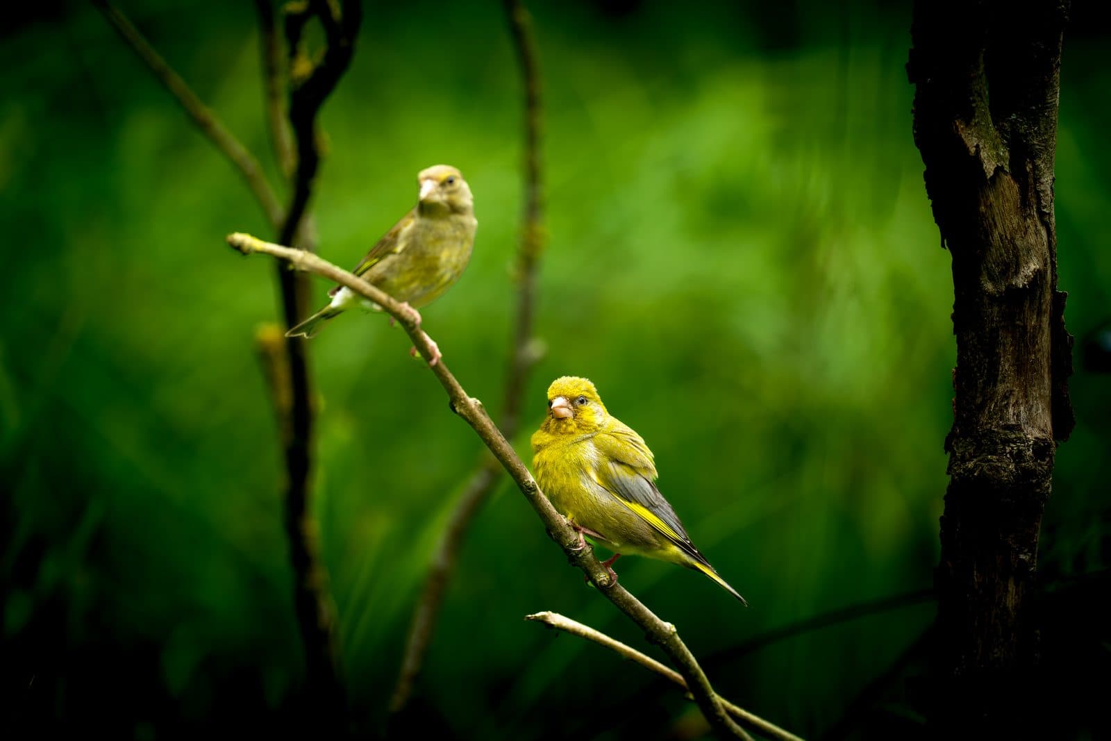Two European greenfinches perched among branches at WWT Martin Mere, Lancashire