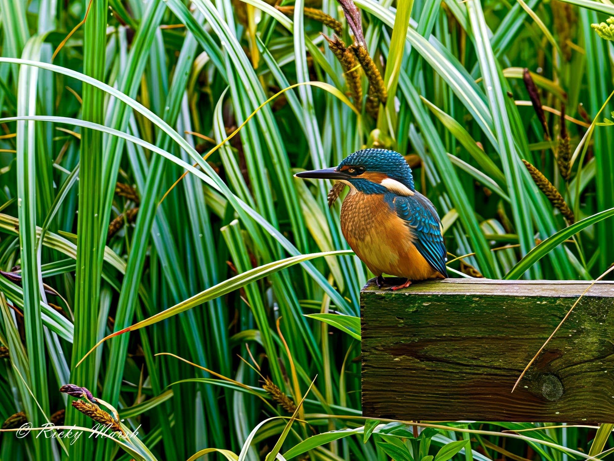 WWT Martin Mere — wildlife photography at WWT Martin Mere, Lancashire