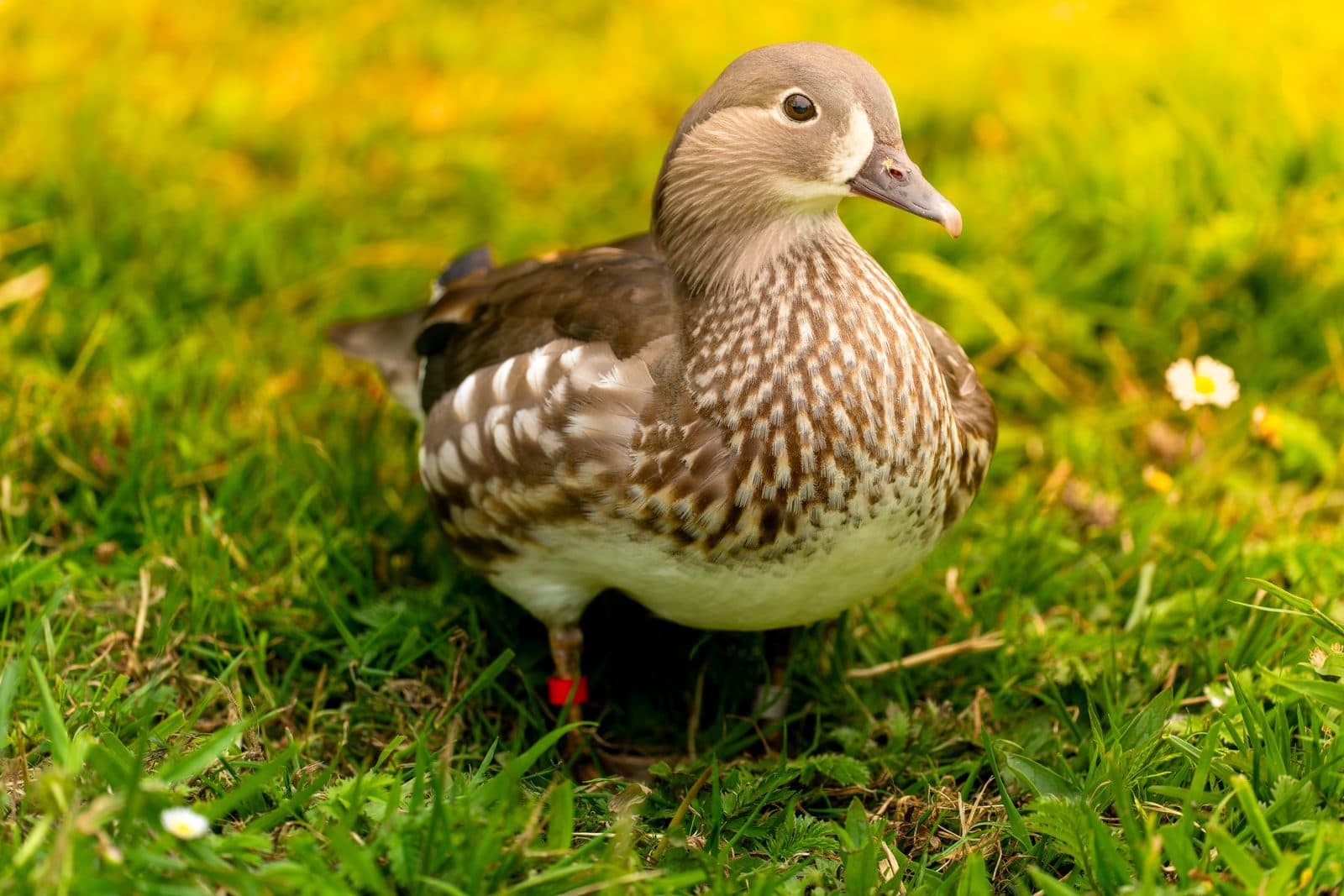 Female mandarin duck standing on grass at WWT Martin Mere, Lancashire