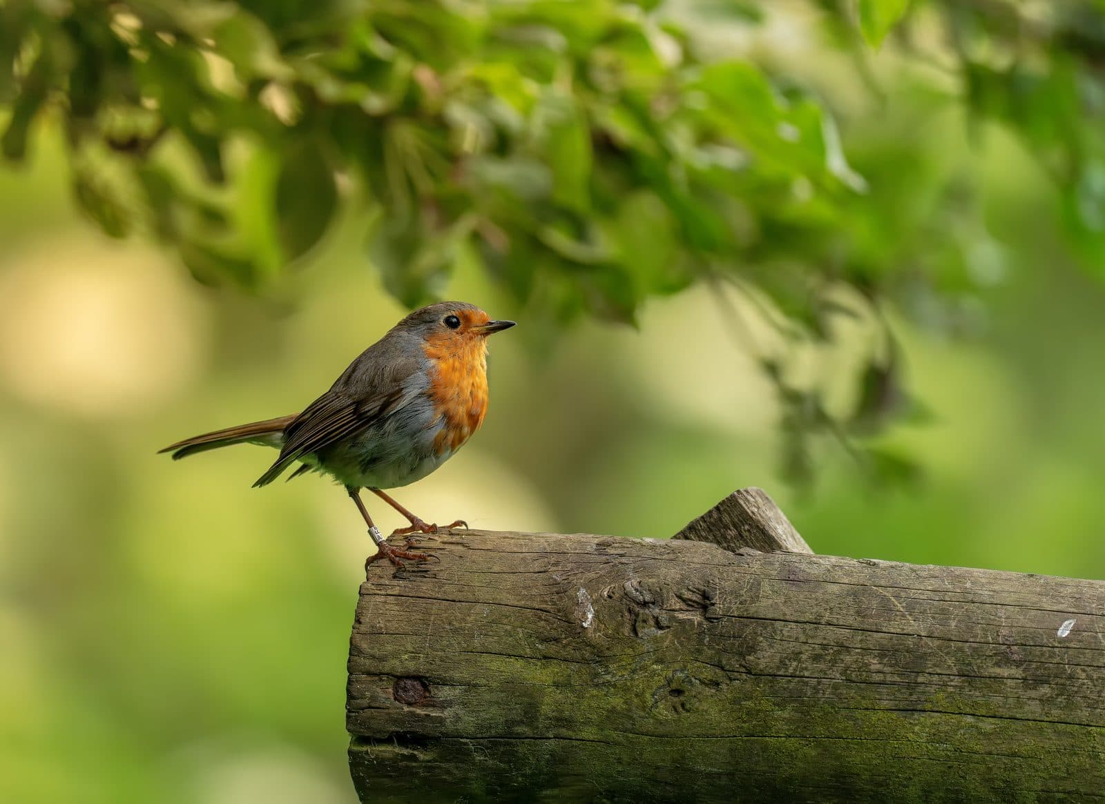 European robin perched on a weathered log at WWT Martin Mere, Lancashire