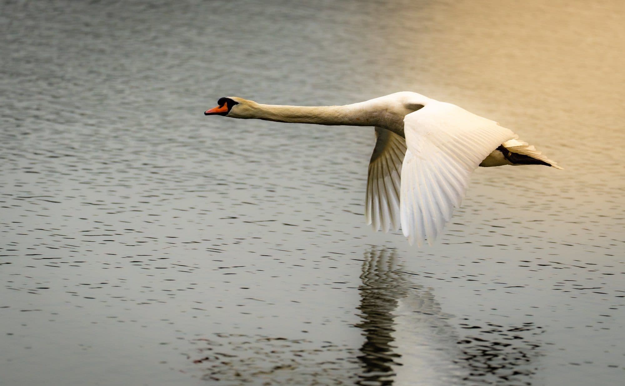 wildlife photography at Pennington Flash Country Park, Greater Manchester (photo 16)