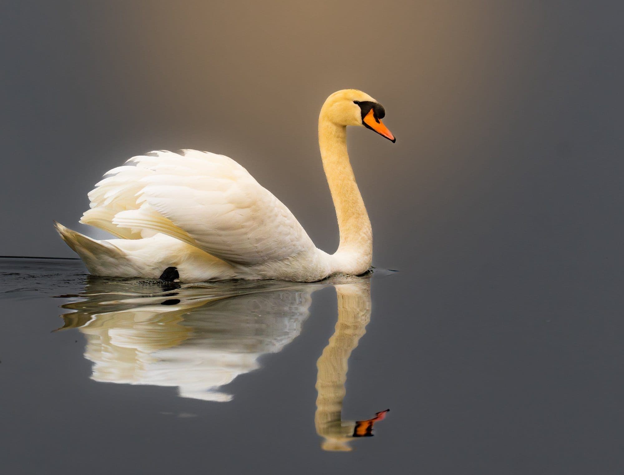 wildlife photography at Pennington Flash Country Park, Greater Manchester (photo 17)