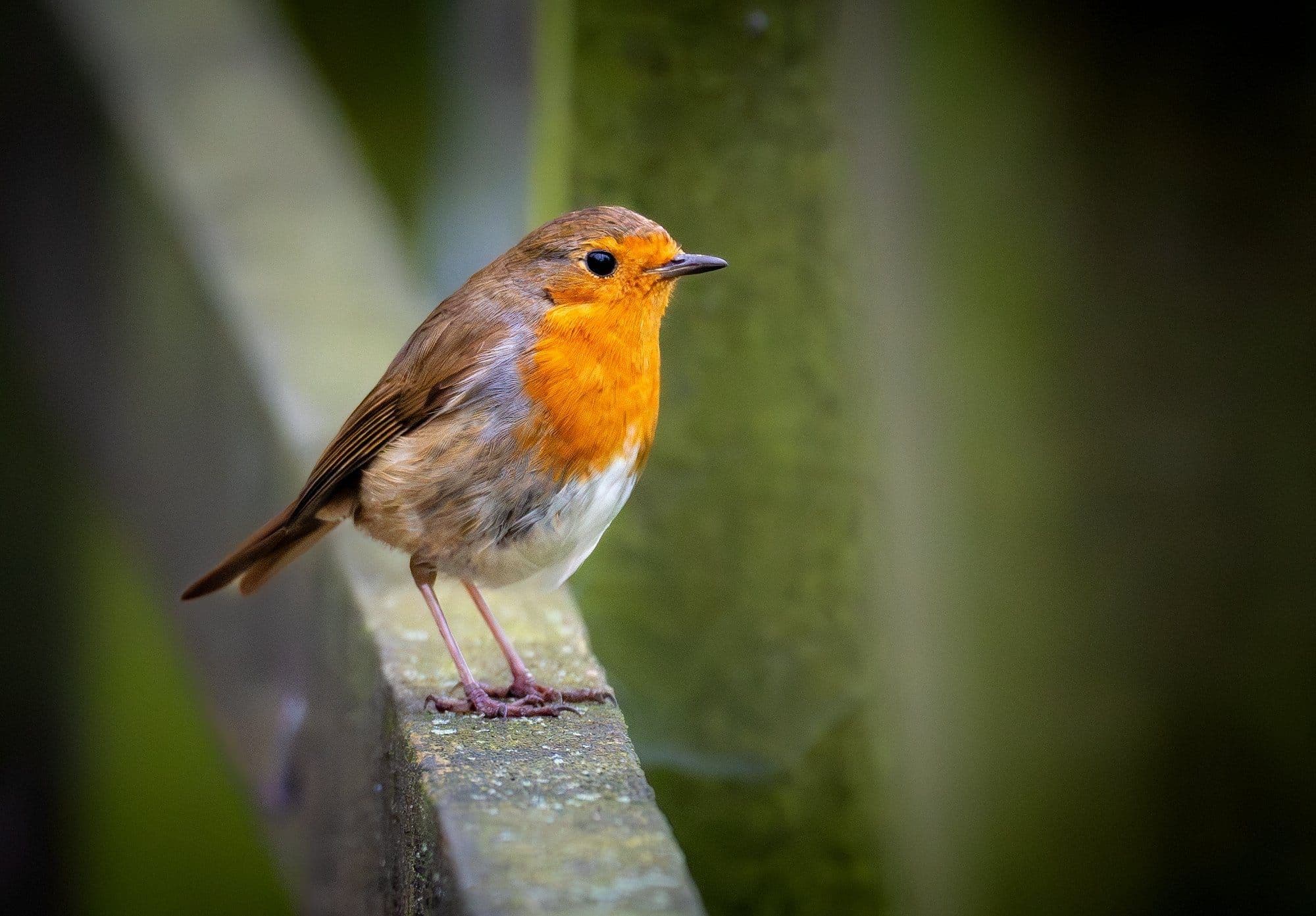 wildlife photography at Pennington Flash Country Park, Greater Manchester (photo 18)