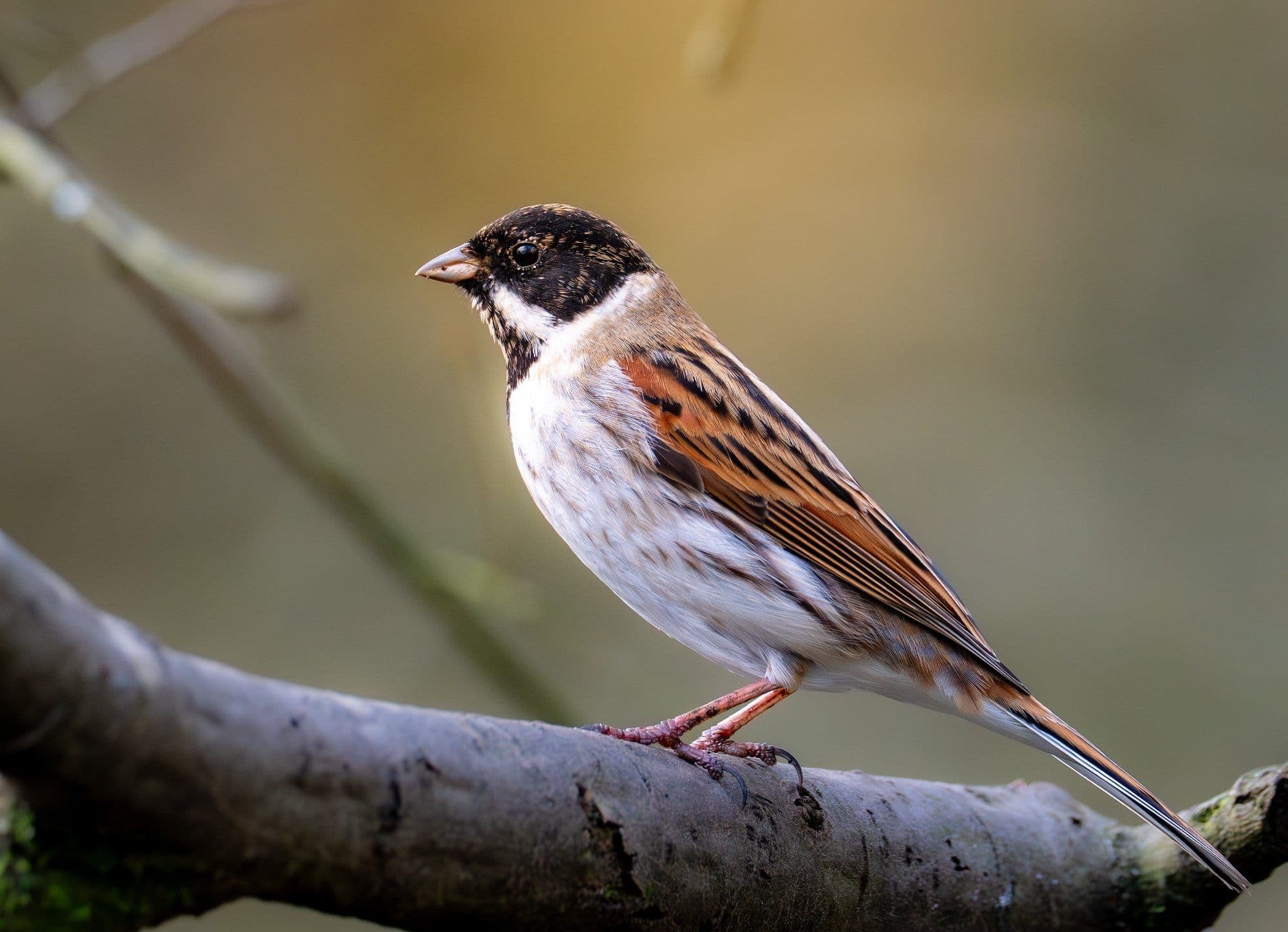 wildlife photography at Pennington Flash Country Park, Greater Manchester (photo 19)