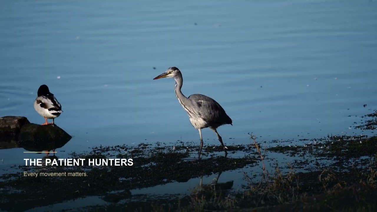 Pennington Flash — A World Within | Cinematic Wildlife Film in 4K