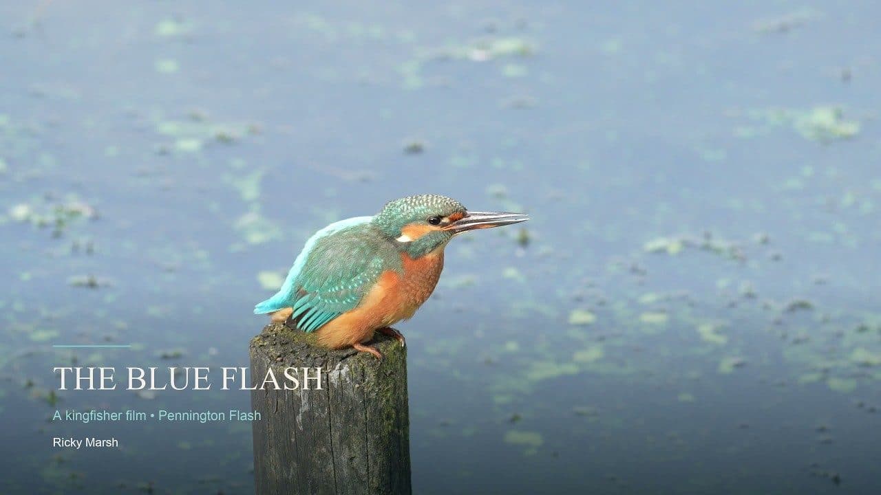 The Blue Flash | Kingfishers at Pennington Flash — Wildlife Film in 4K