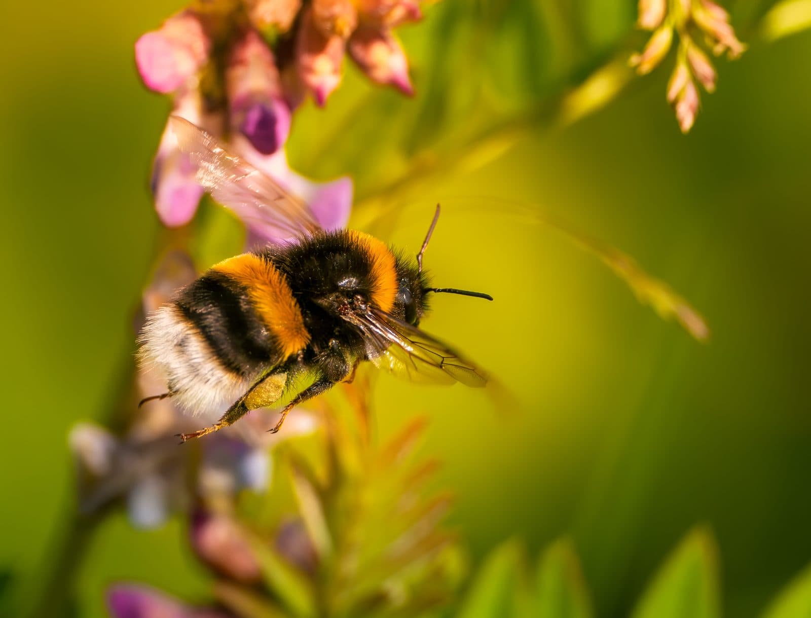 Bumblebee feeding on a flower at Pennington Flash, Greater Manchester