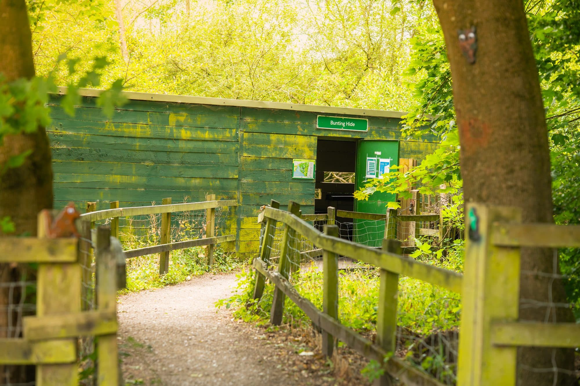 The Bunting Hide at Pennington Flash Country Park, Leigh — a green timber bird hide beside the woodland path, overlooking the feeding station