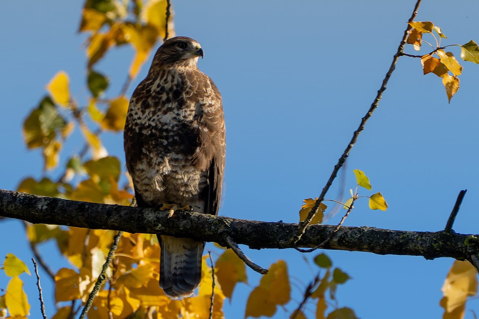 Common buzzard perched in golden autumn birch against a blue sky at Pennington Flash, Greater Manchester