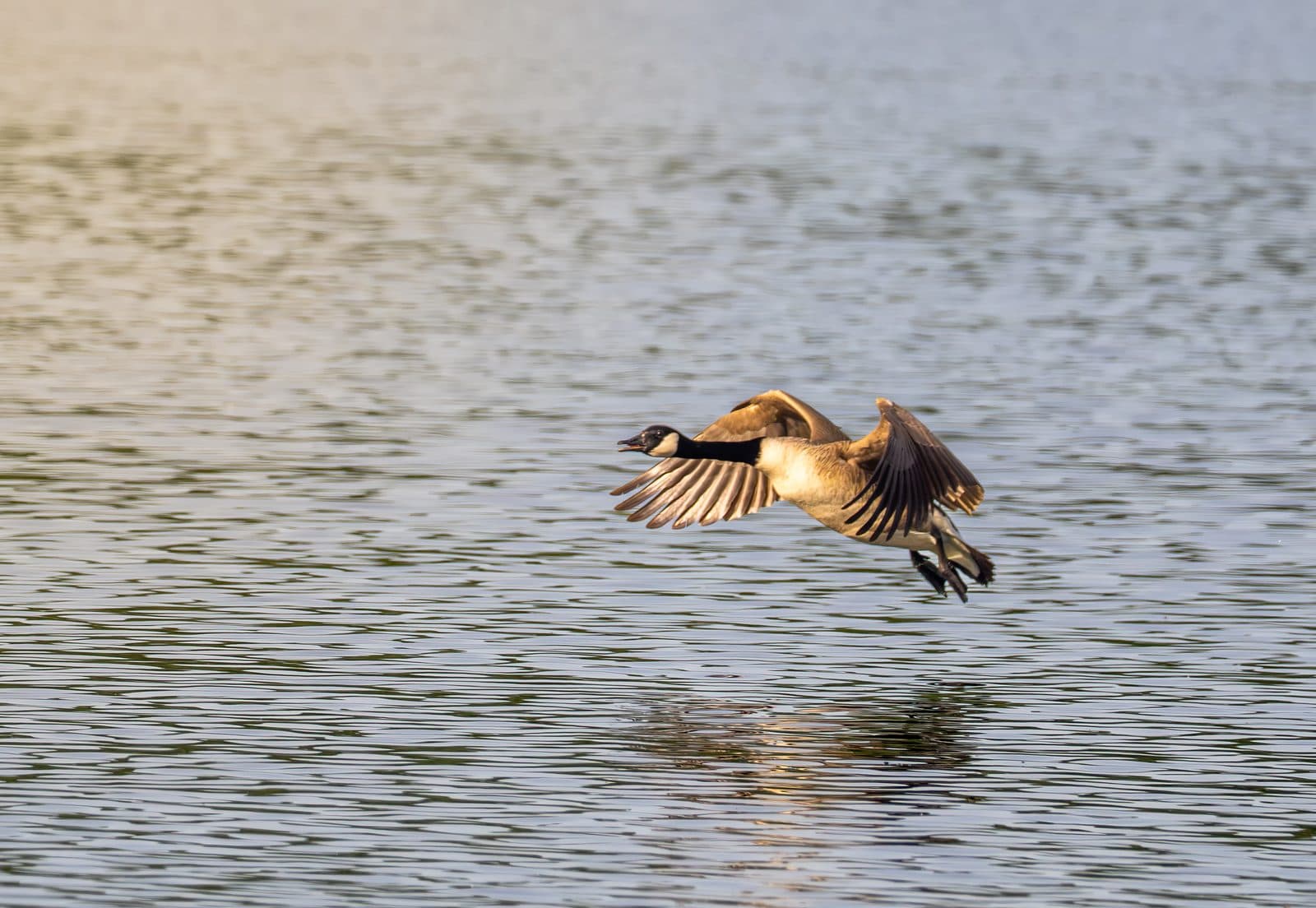 Canada goose flying low over the water at Pennington Flash, Greater Manchester