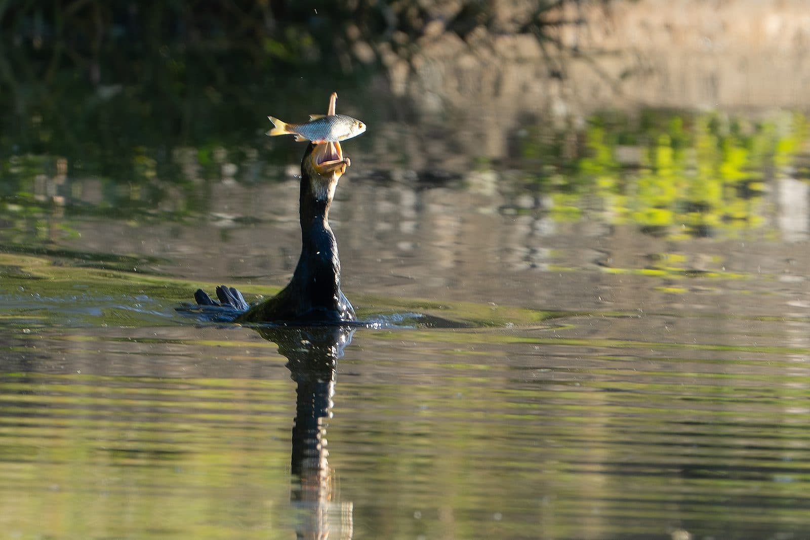 Great cormorant flipping a roach above its open beak to swallow it head-first at Pennington Flash