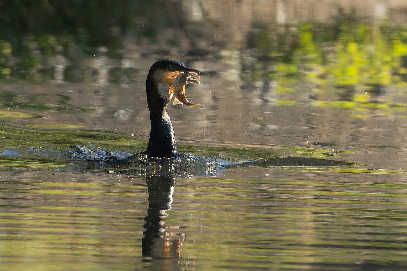 Great cormorant with a freshly caught roach gripped in its beak at Pennington Flash, Greater Manchester