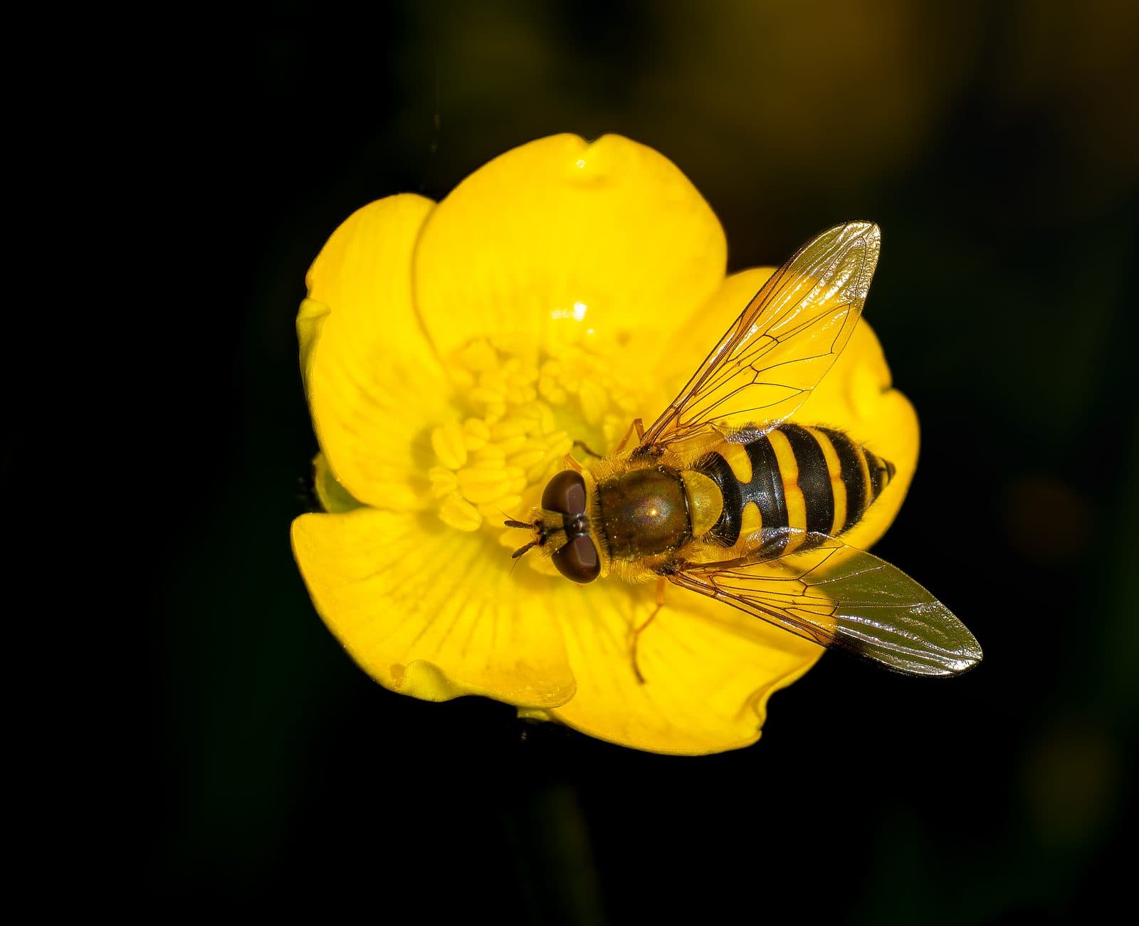 Hoverfly feeding on a yellow buttercup at Pennington Flash, Greater Manchester