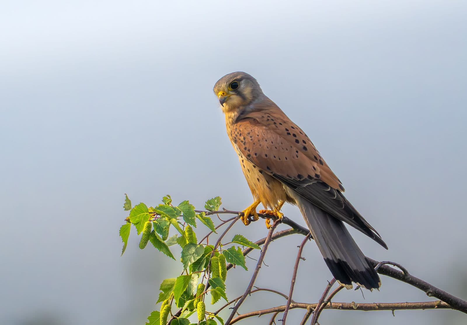 Male kestrel perched among birch blossom at Pennington Flash, Greater Manchester