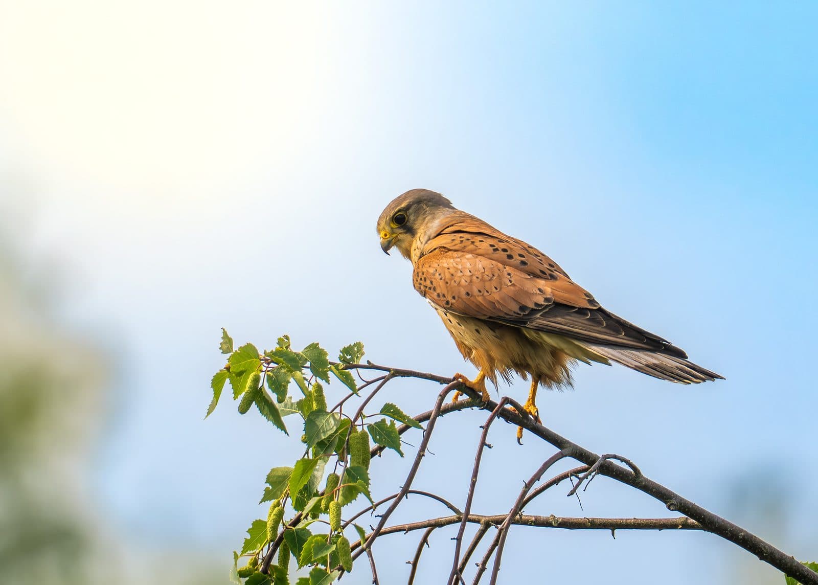 Male kestrel perched on a birch branch at Pennington Flash, Greater Manchester
