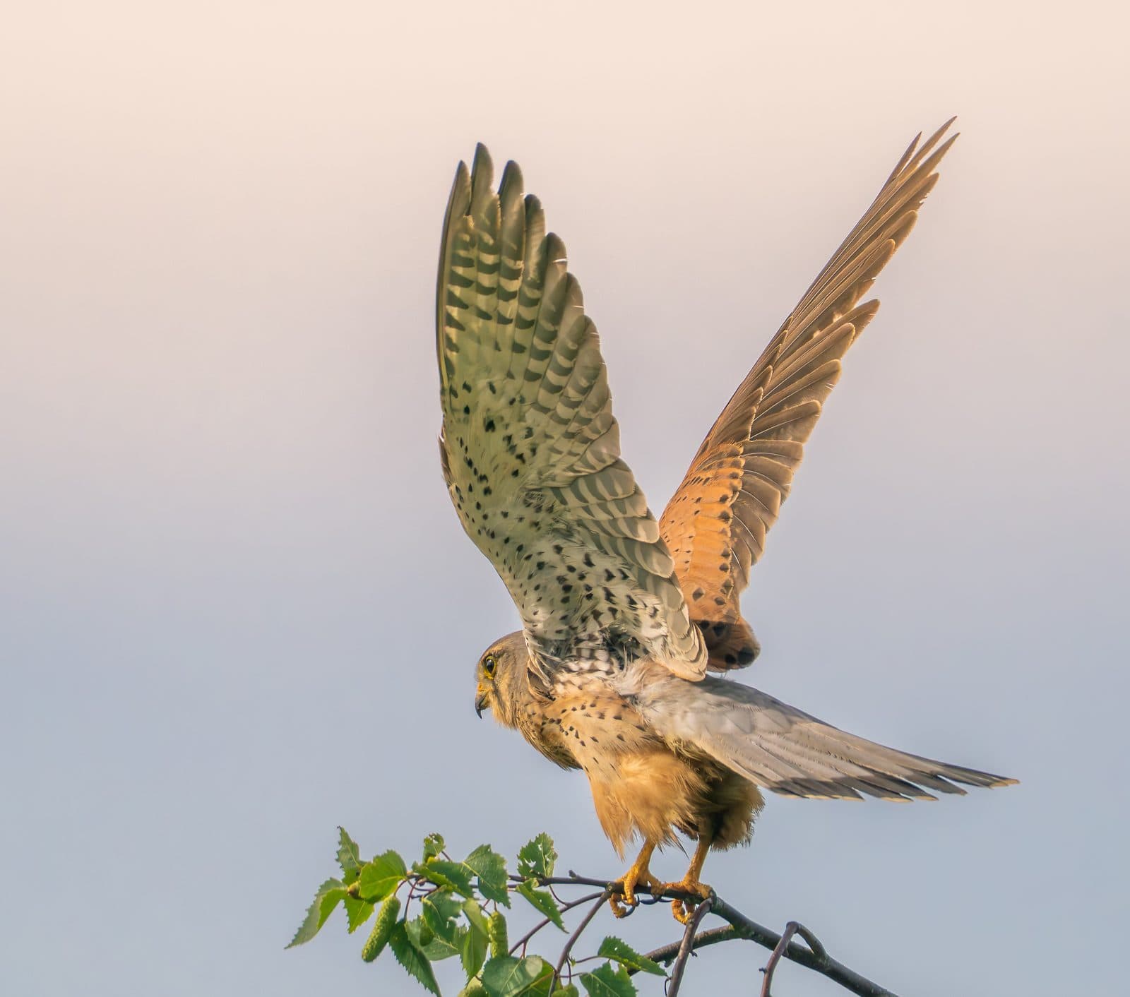 Kestrel taking off with wings raised from a birch branch at Pennington Flash, Greater Manchester
