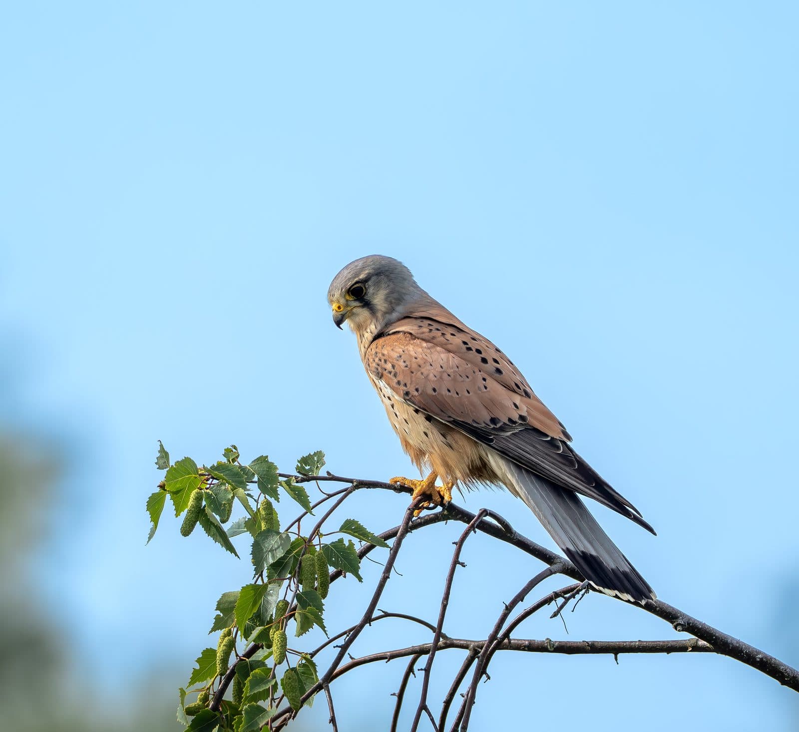 Male kestrel perched front-on on a birch branch at Pennington Flash, Greater Manchester