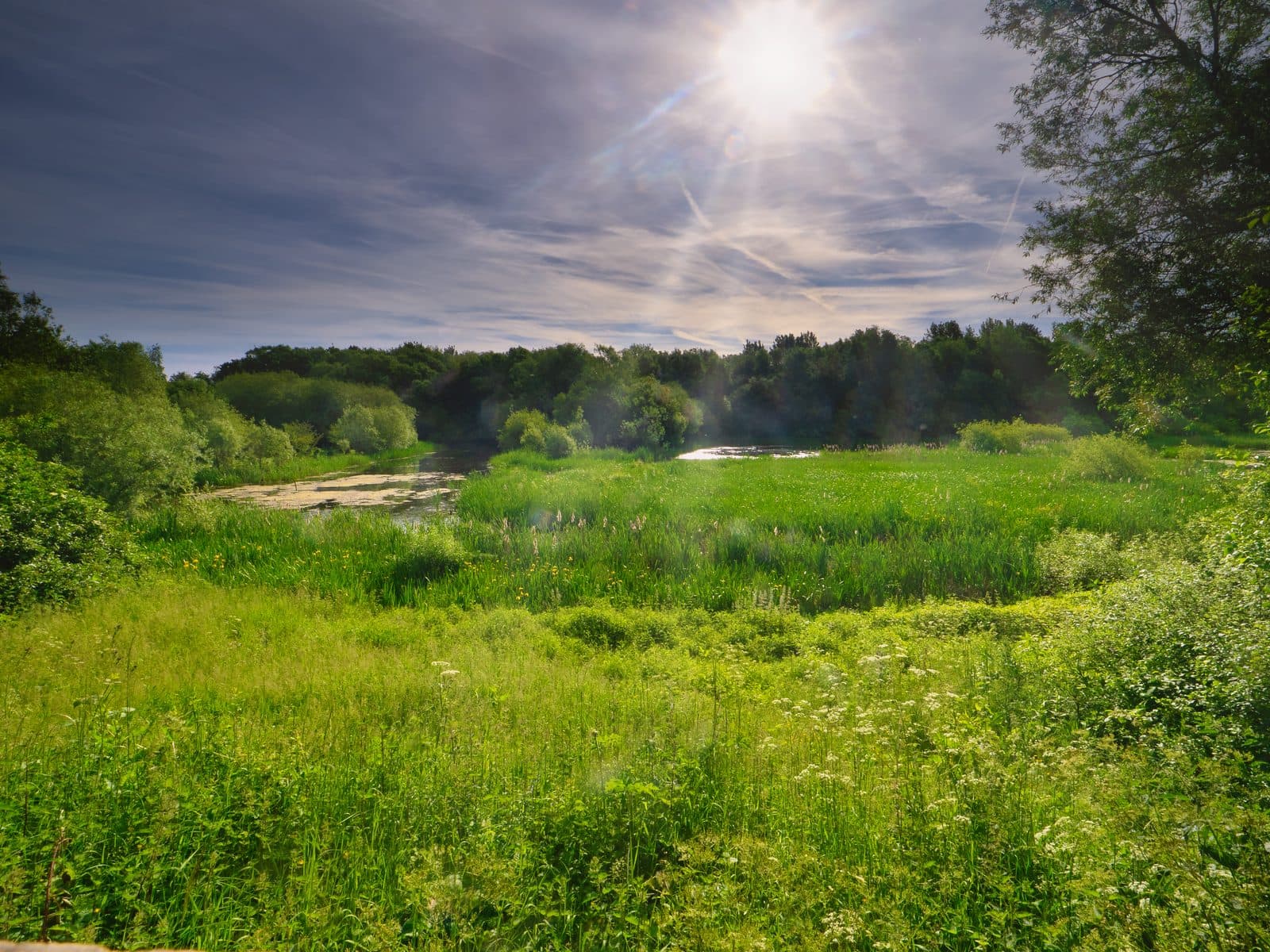 Sunlit reedbed and wet meadow at Pennington Flash, Greater Manchester