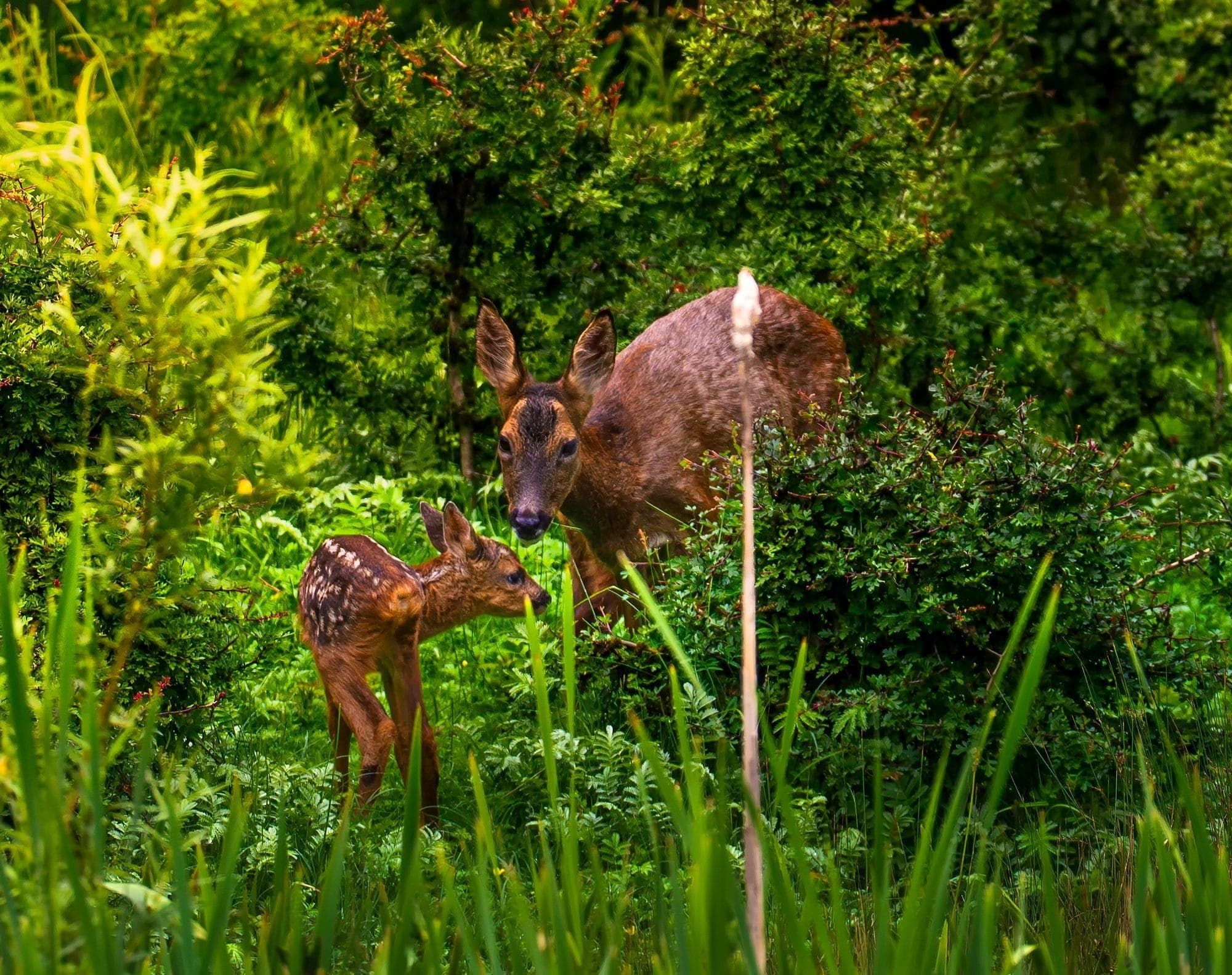 Roe deer doe with her young spotted fawn standing in long grass at Pennington Flash, Greater Manchester