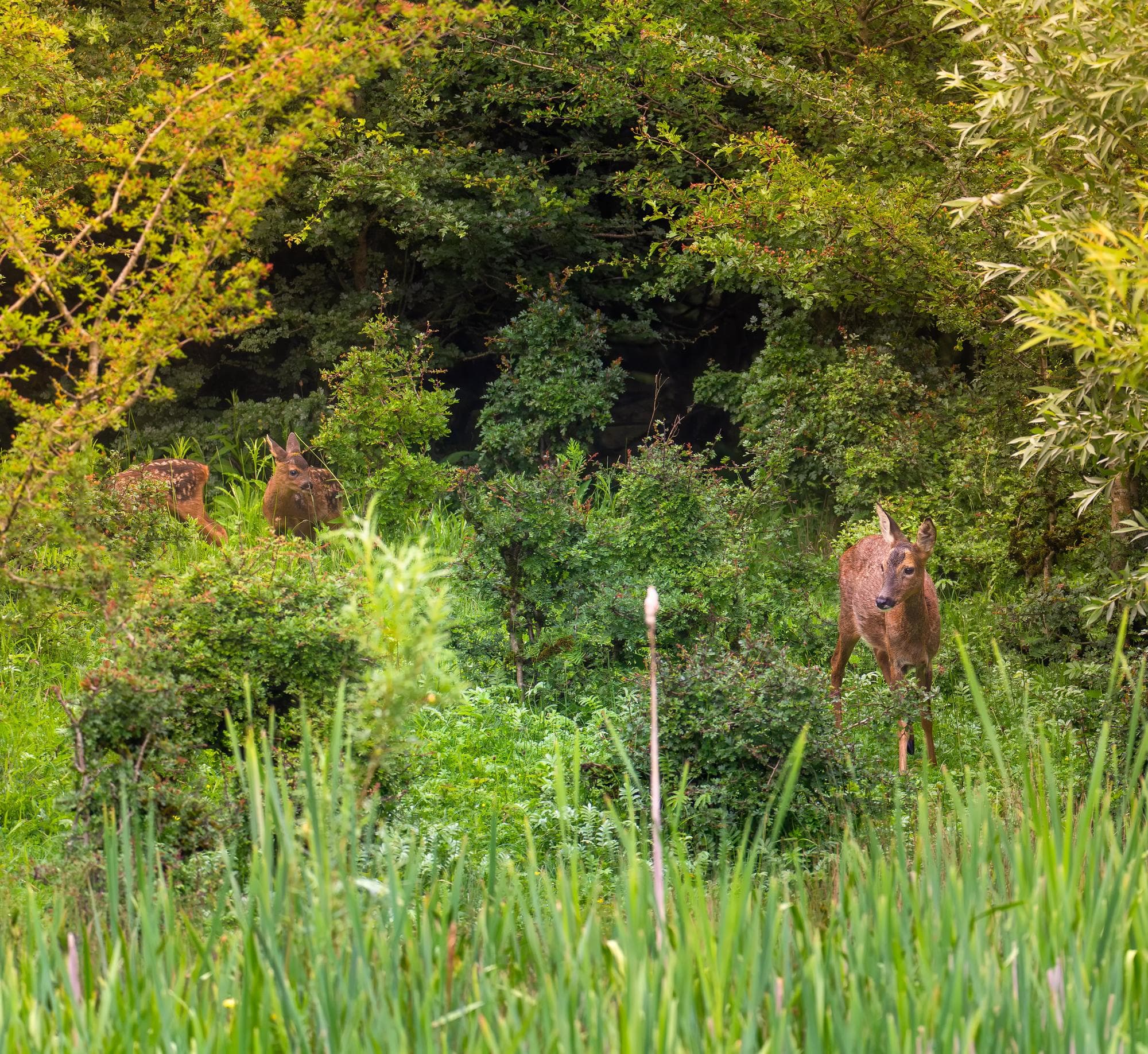 Roe deer doe with two spotted fawns at the woodland edge at Pennington Flash, Greater Manchester