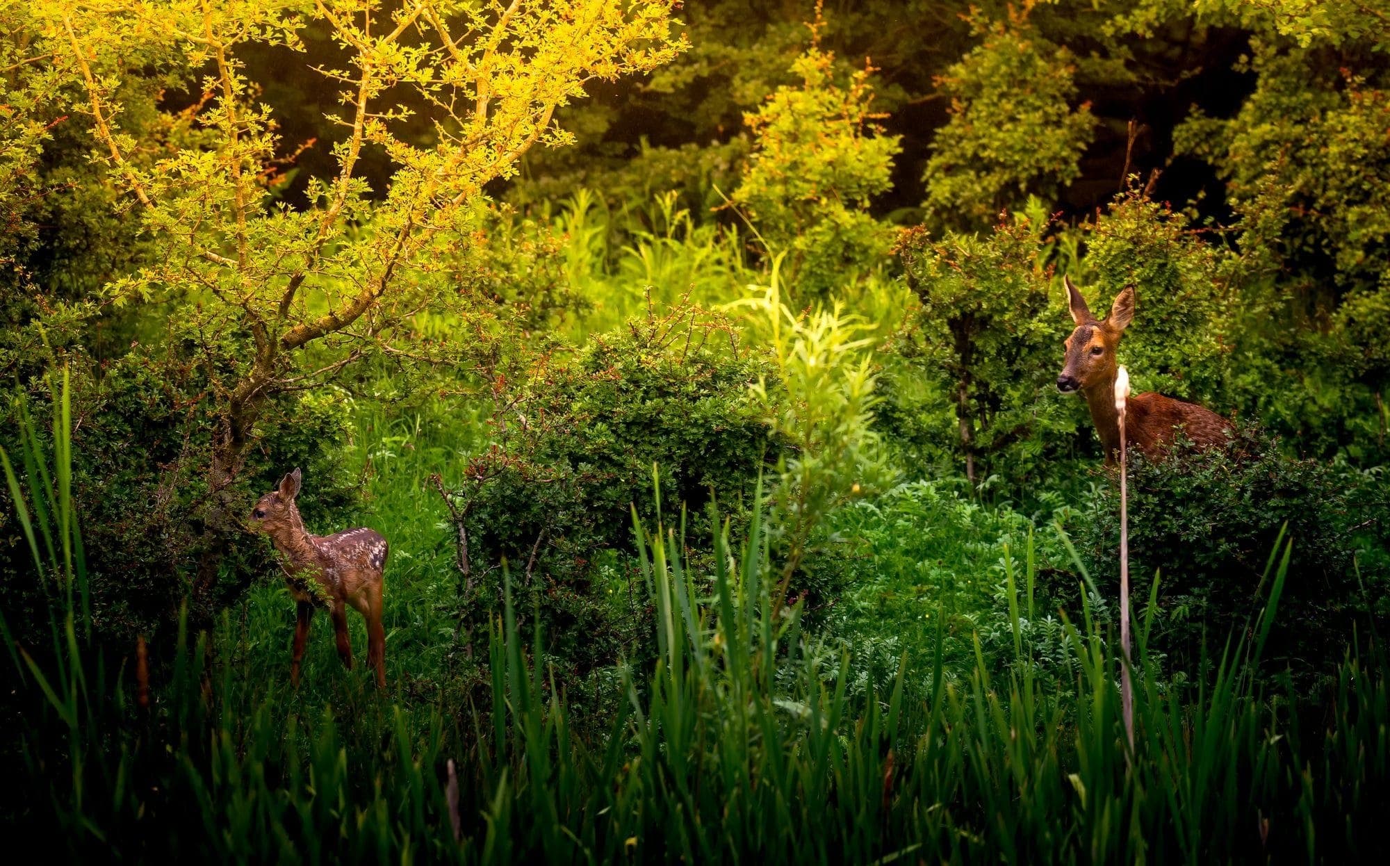 Roe deer fawn and doe in golden evening light among summer greenery at Pennington Flash, Greater Manchester