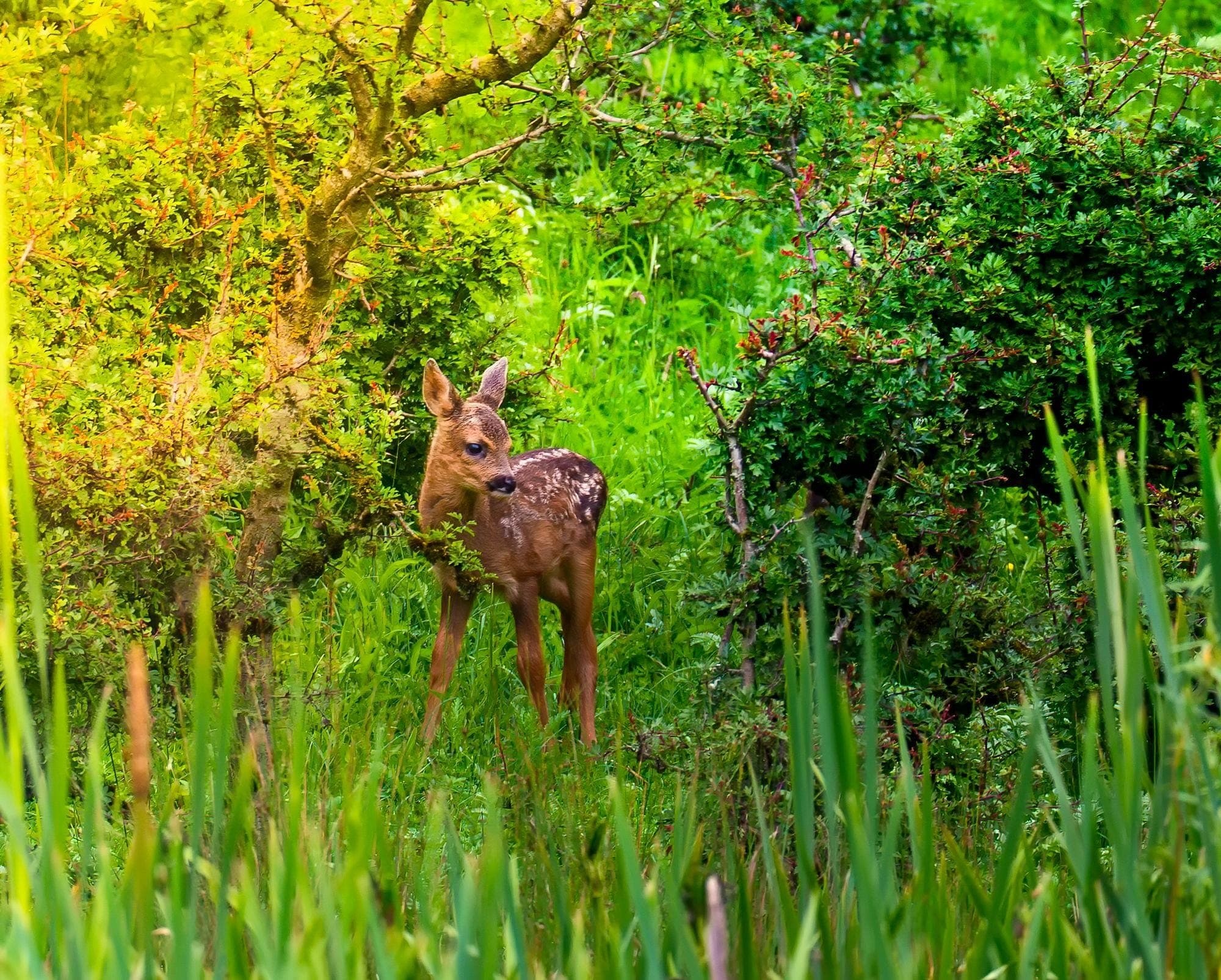 Roe deer fawn with dappled white spots looking back over its shoulder at the woodland edge at Pennington Flash, Greater Manchester