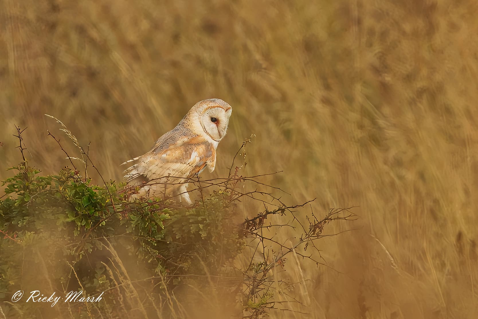 RSPB Bempton Cliffs - Image 2