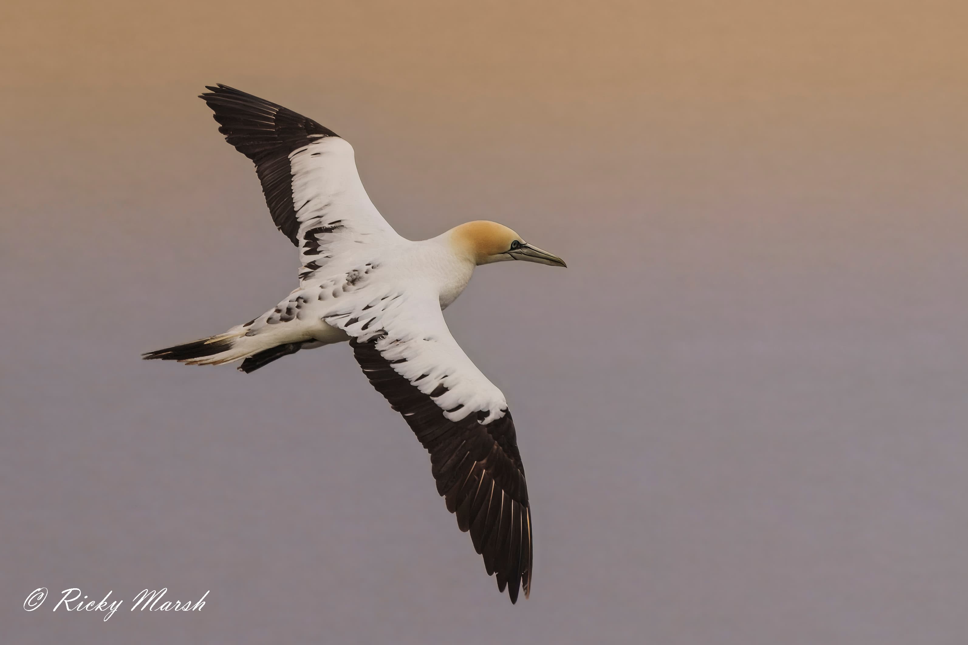 RSPB Bempton Cliffs - Image 3