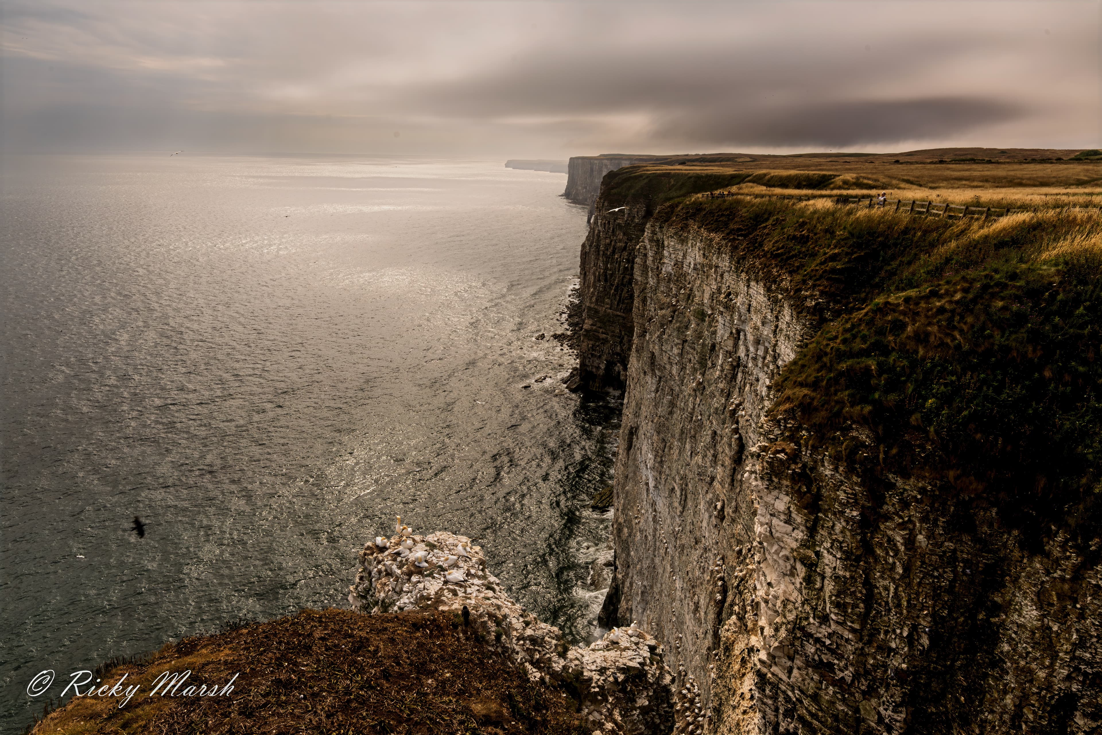 RSPB Bempton Cliffs - Image 4