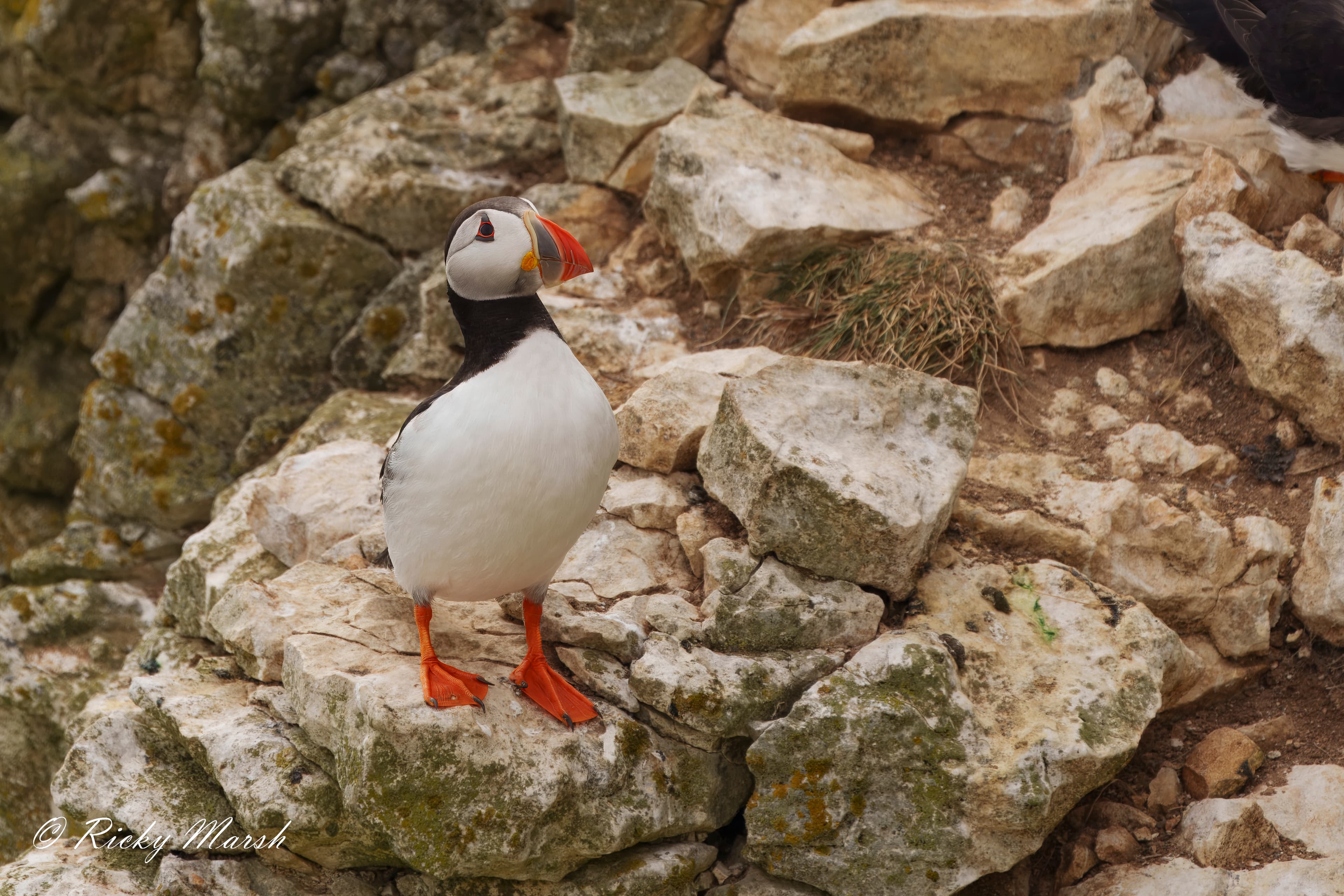 RSPB Bempton Cliffs - Image 5