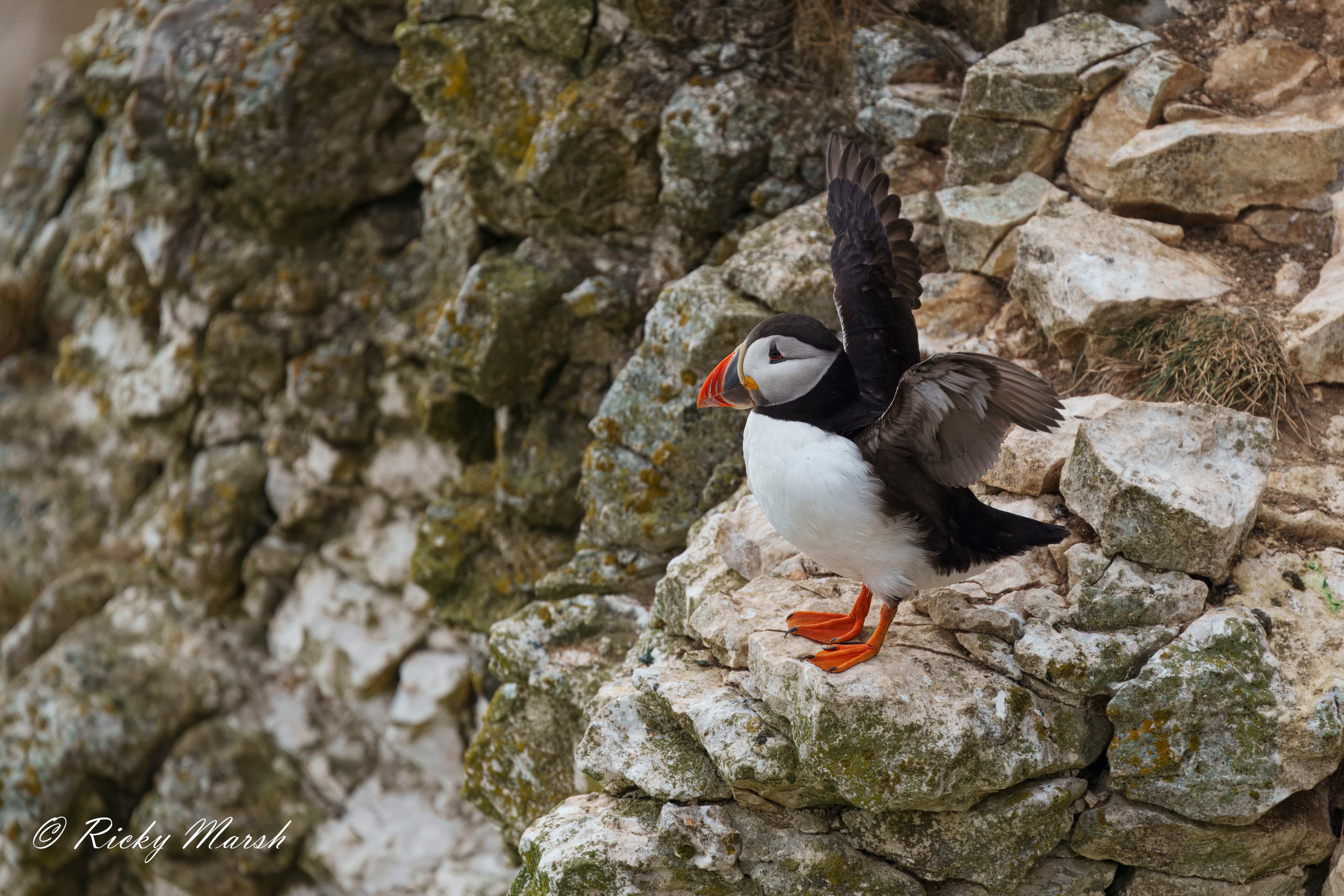RSPB Bempton Cliffs - Image 6
